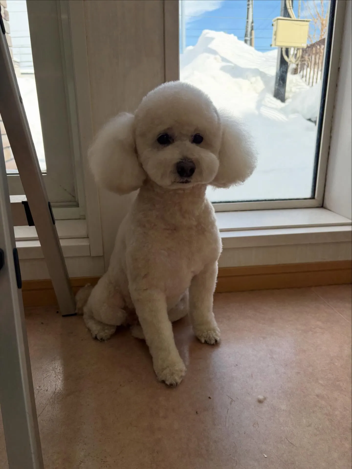 犬のトリミング✂️