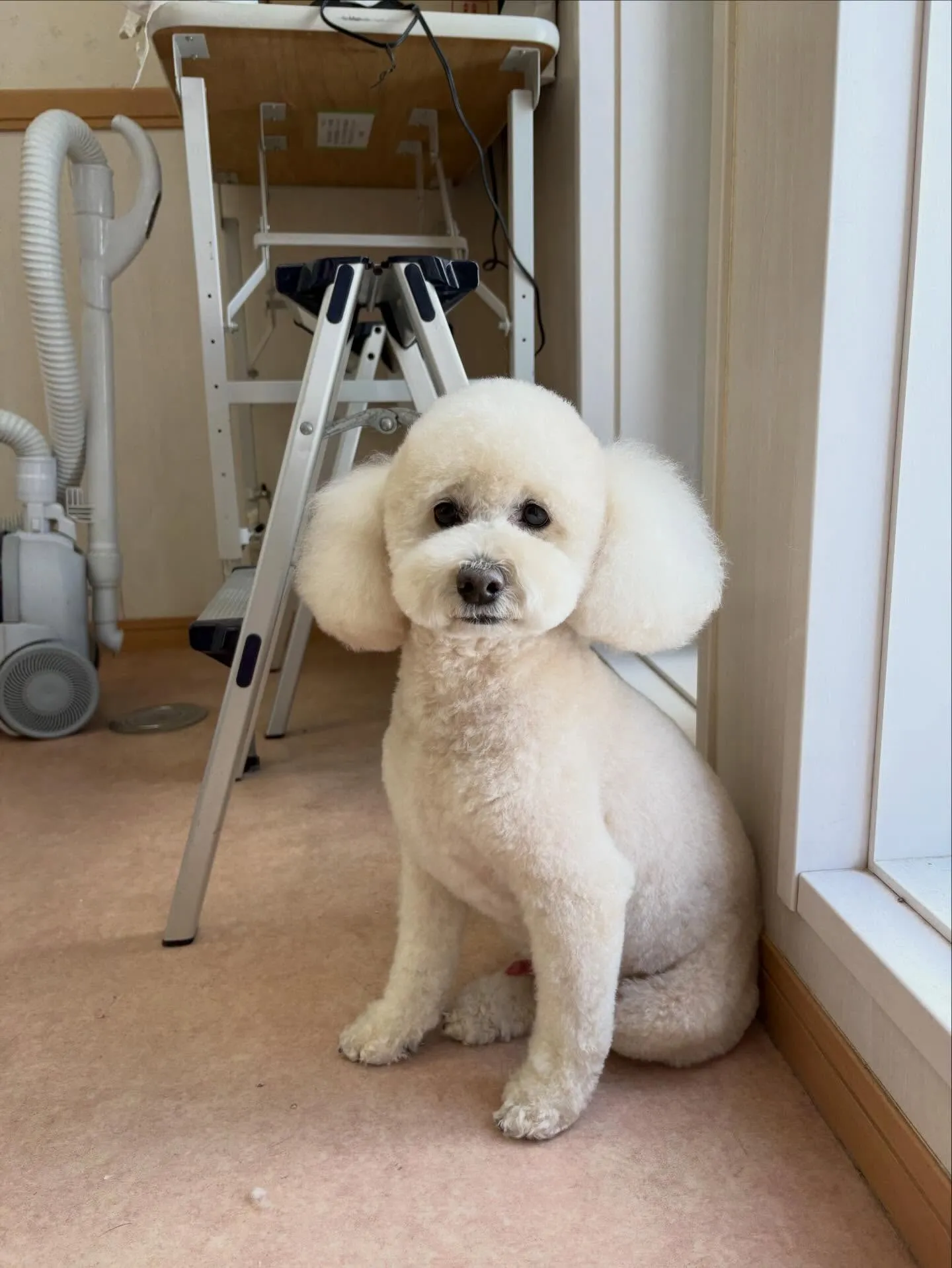 犬のトリミング✂️