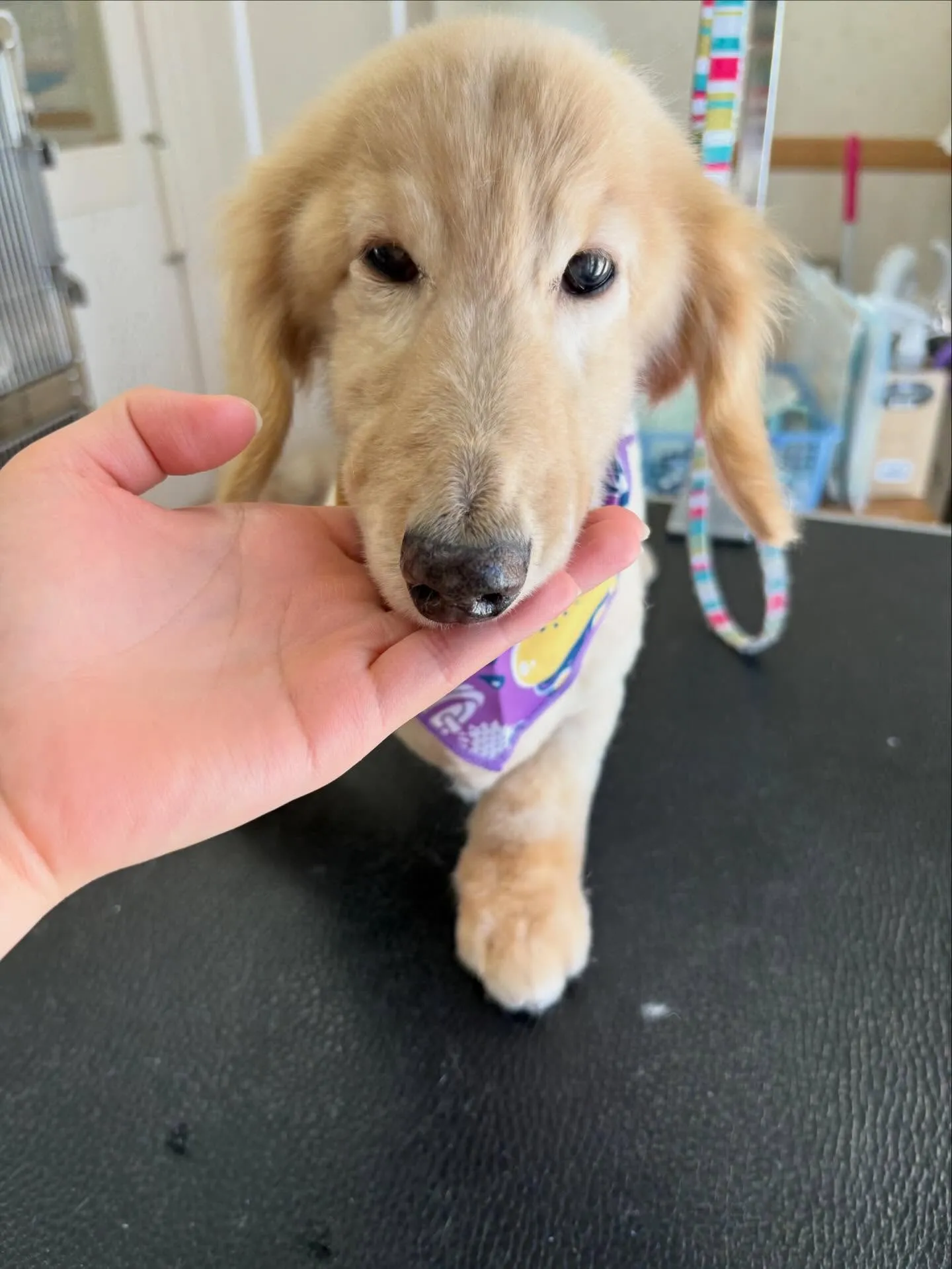 犬のシャンプー🫧