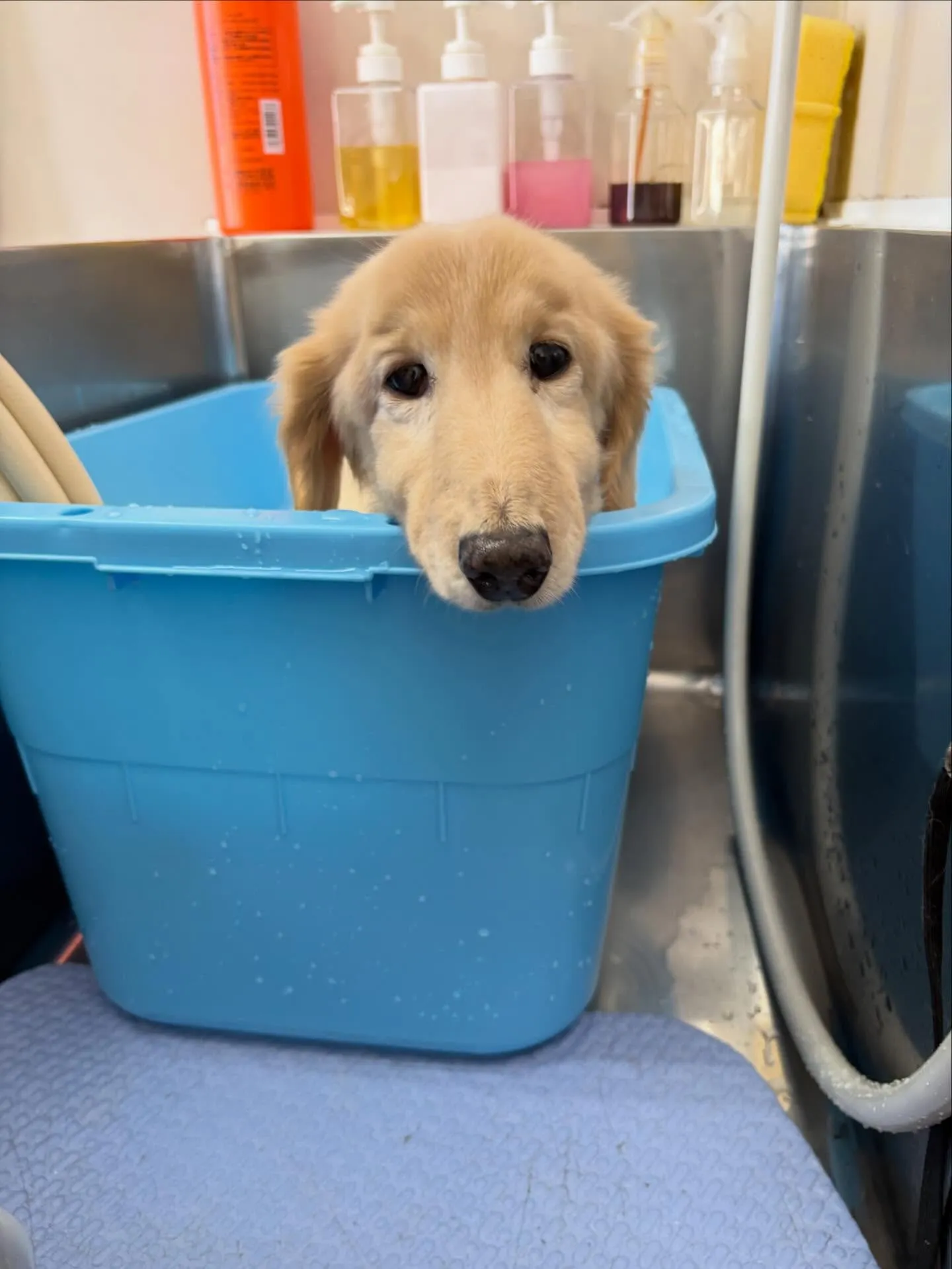 犬のシャンプー🫧