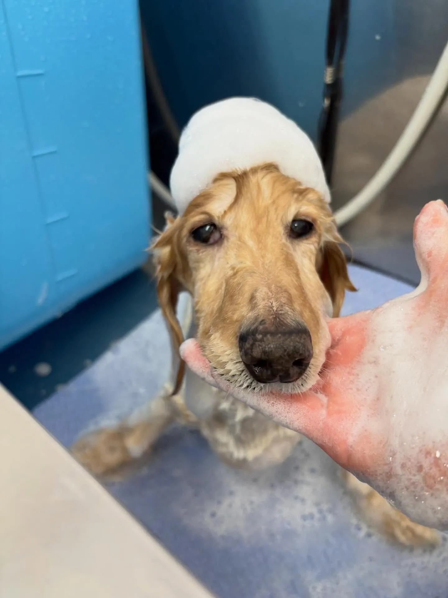 犬のシャンプー🫧