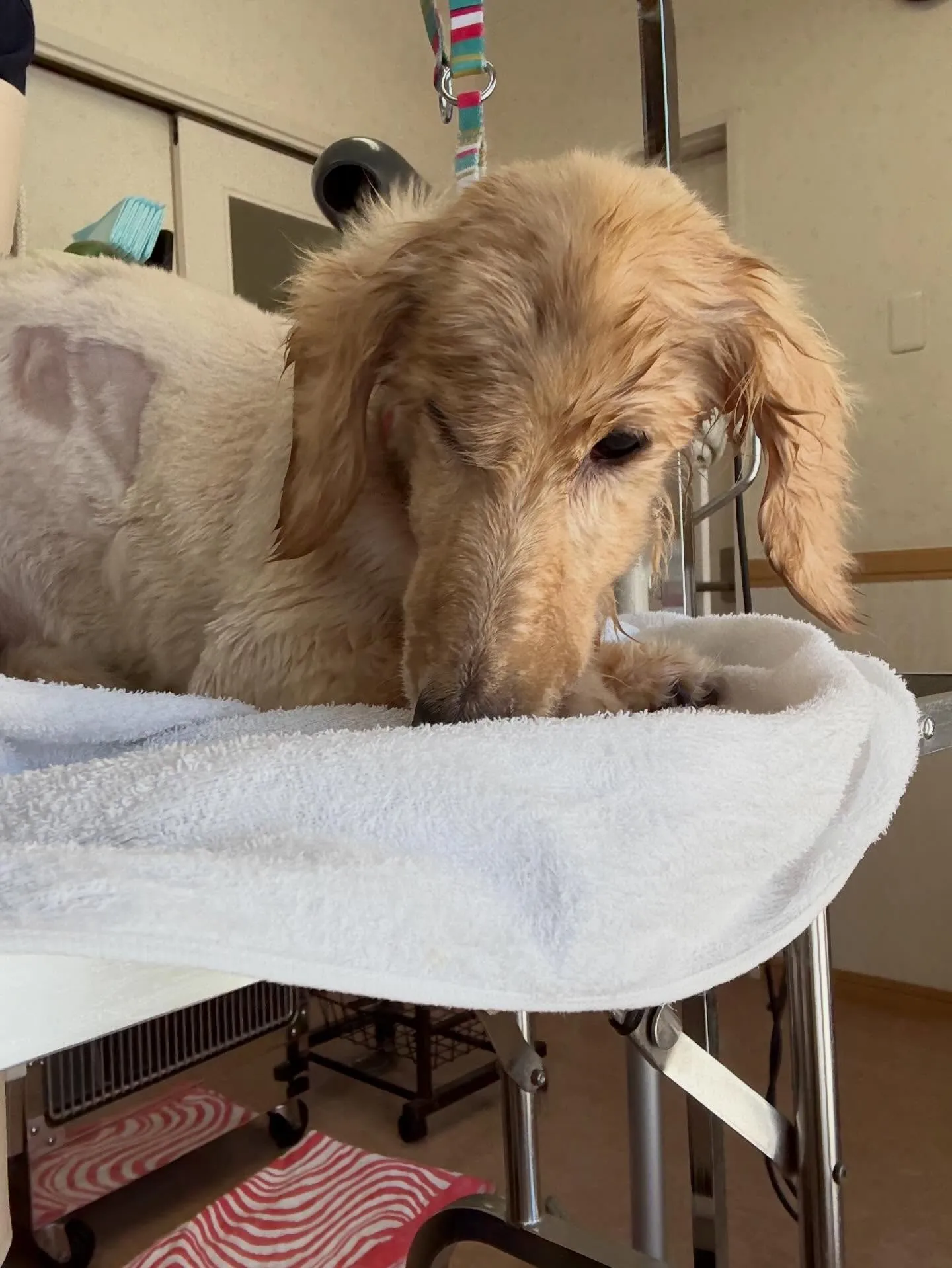 犬のシャンプー🫧