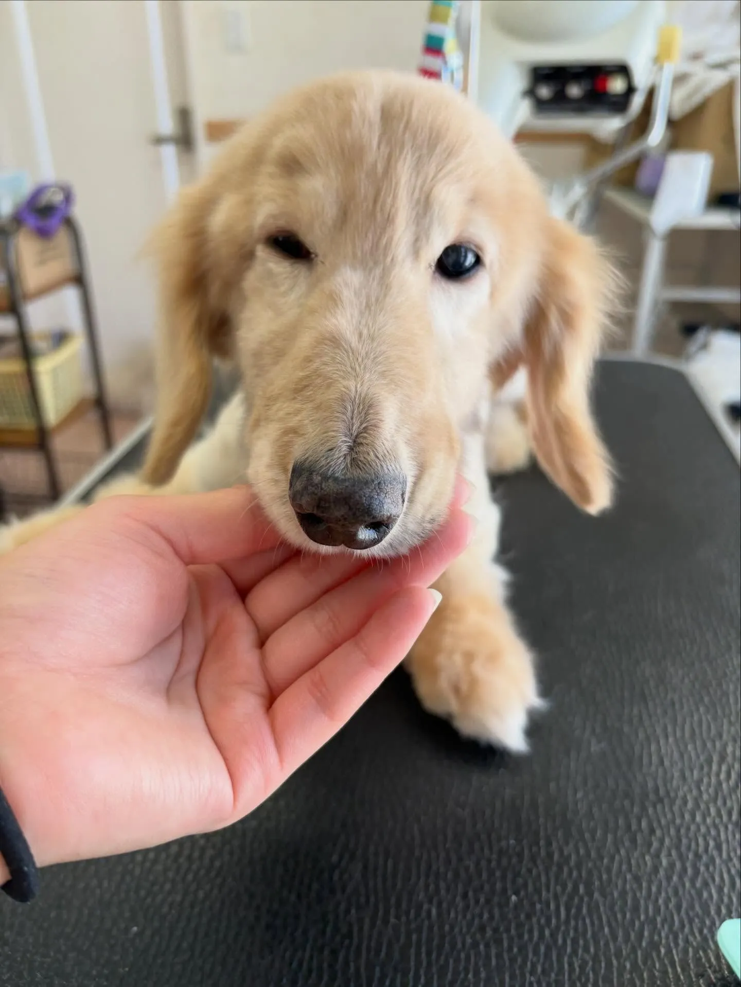 犬のシャンプー🫧