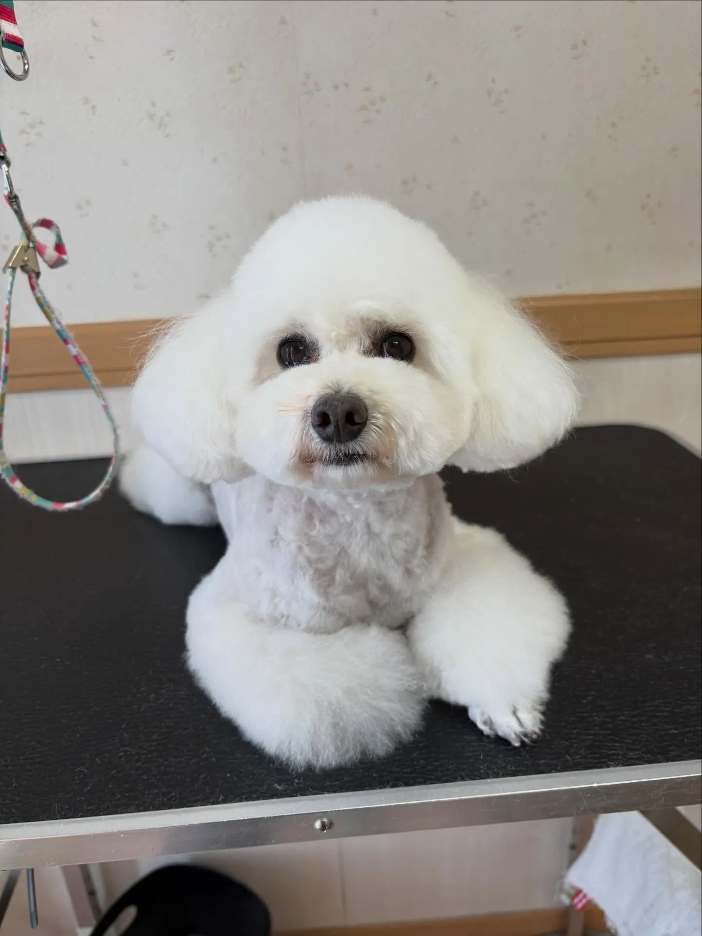 犬のトリミング✂️