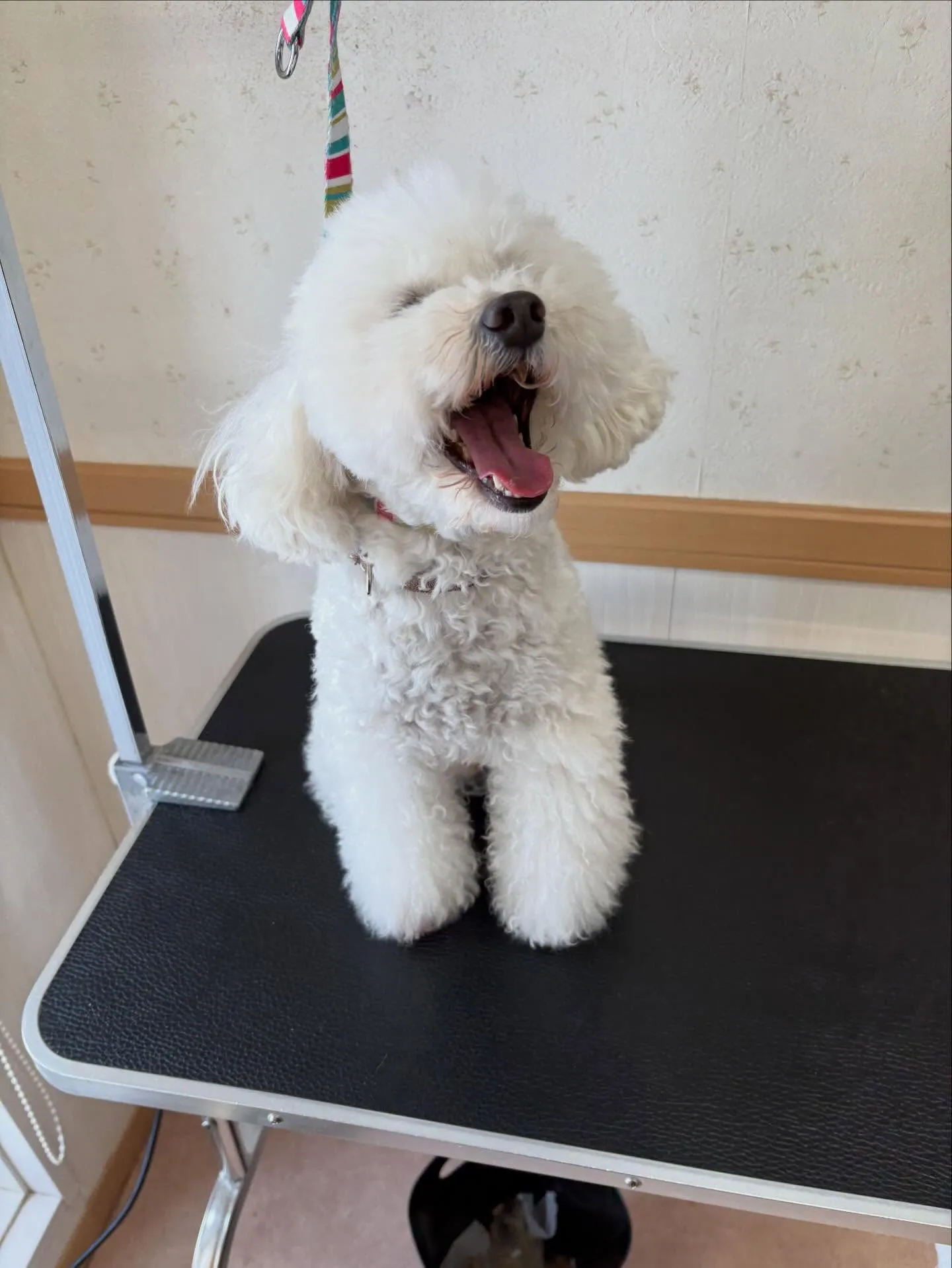 犬のトリミング✂️