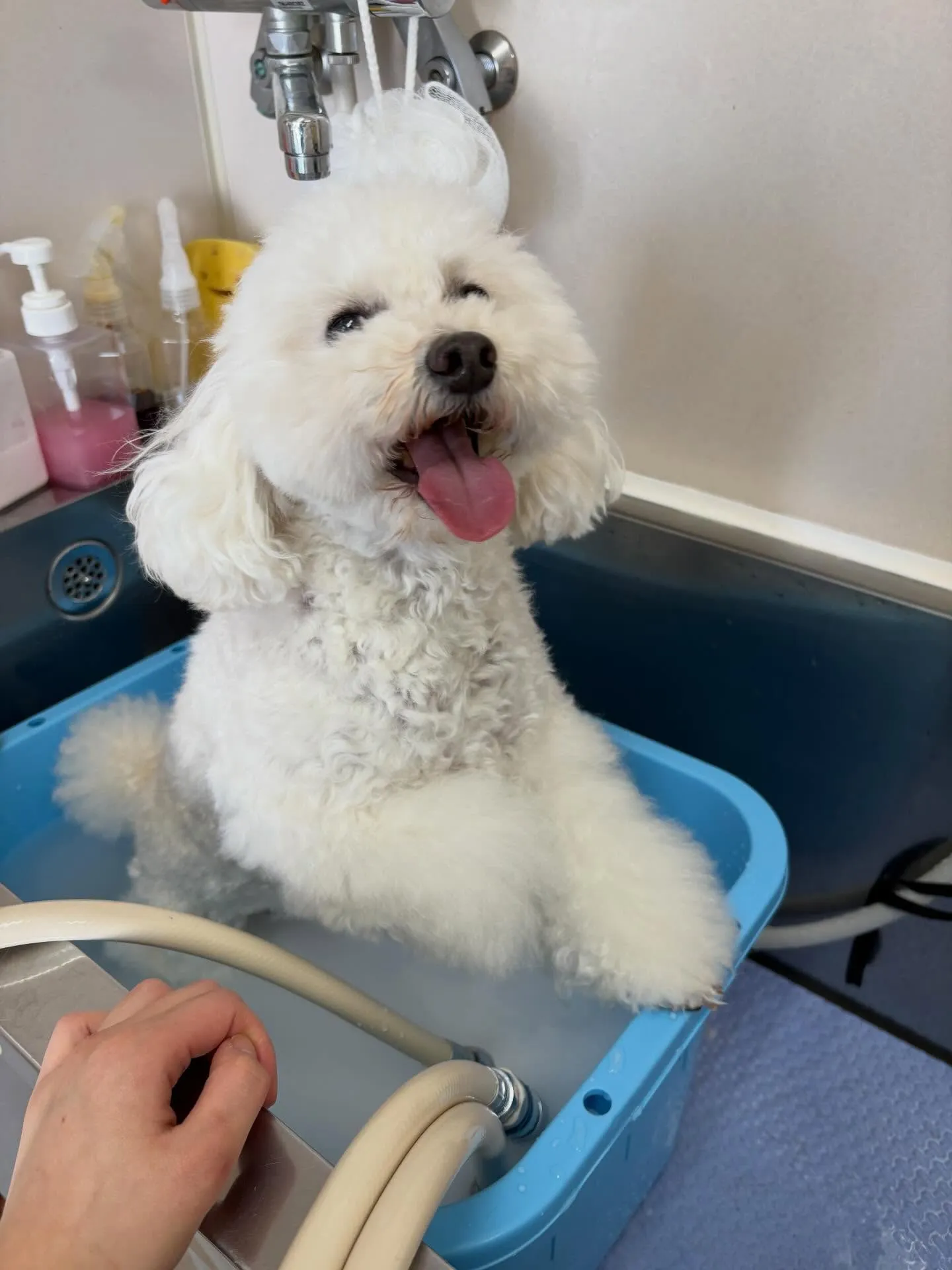 犬のトリミング✂️