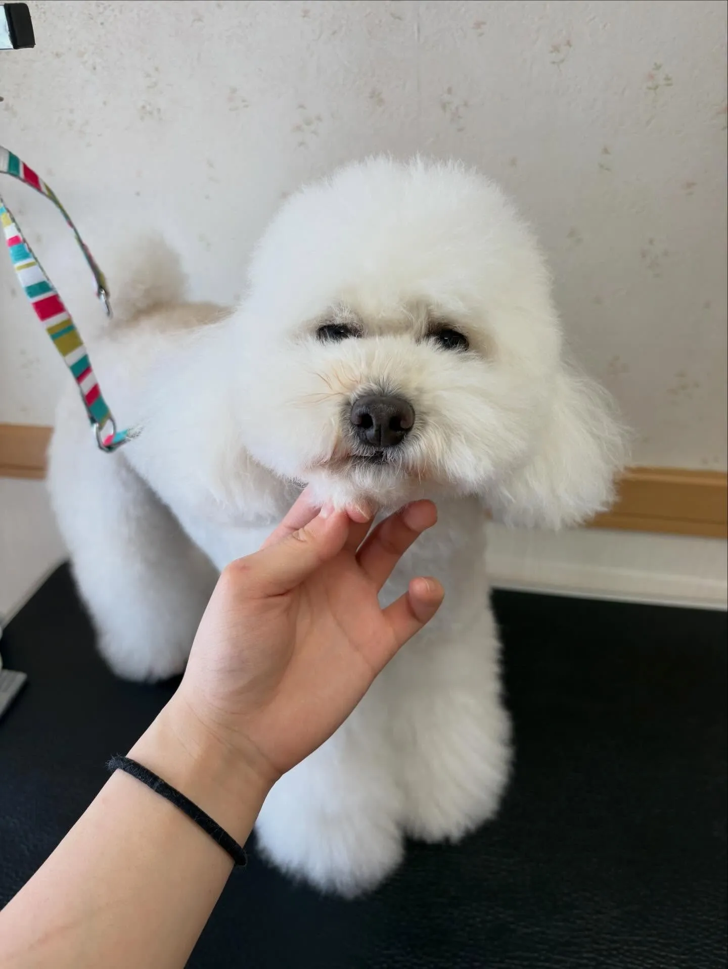 犬のトリミング✂️