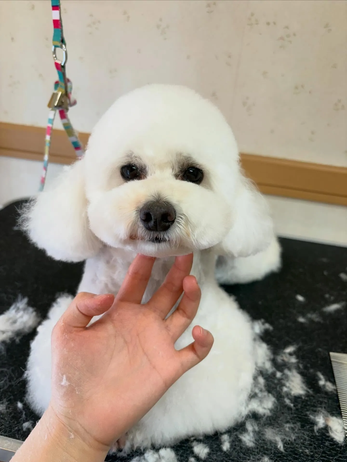 犬のトリミング✂️