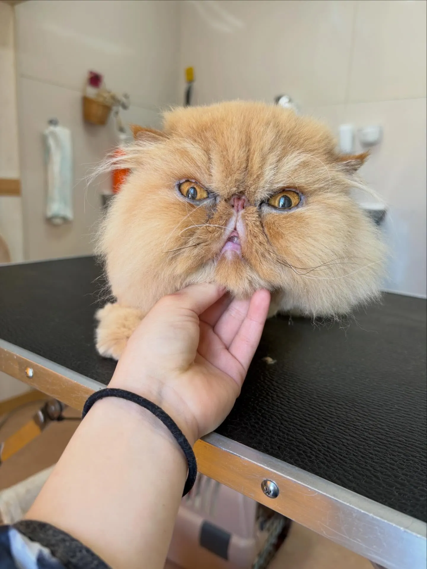 猫のトリミング✂️