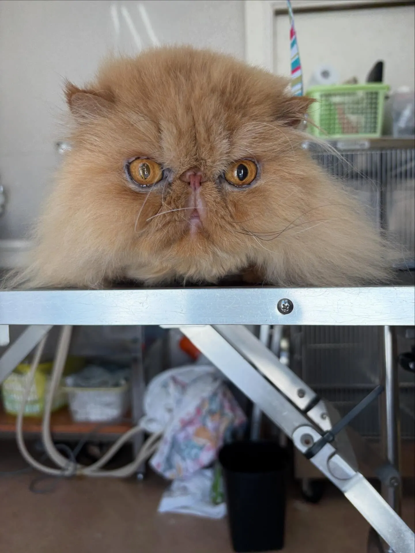 猫のトリミング✂️