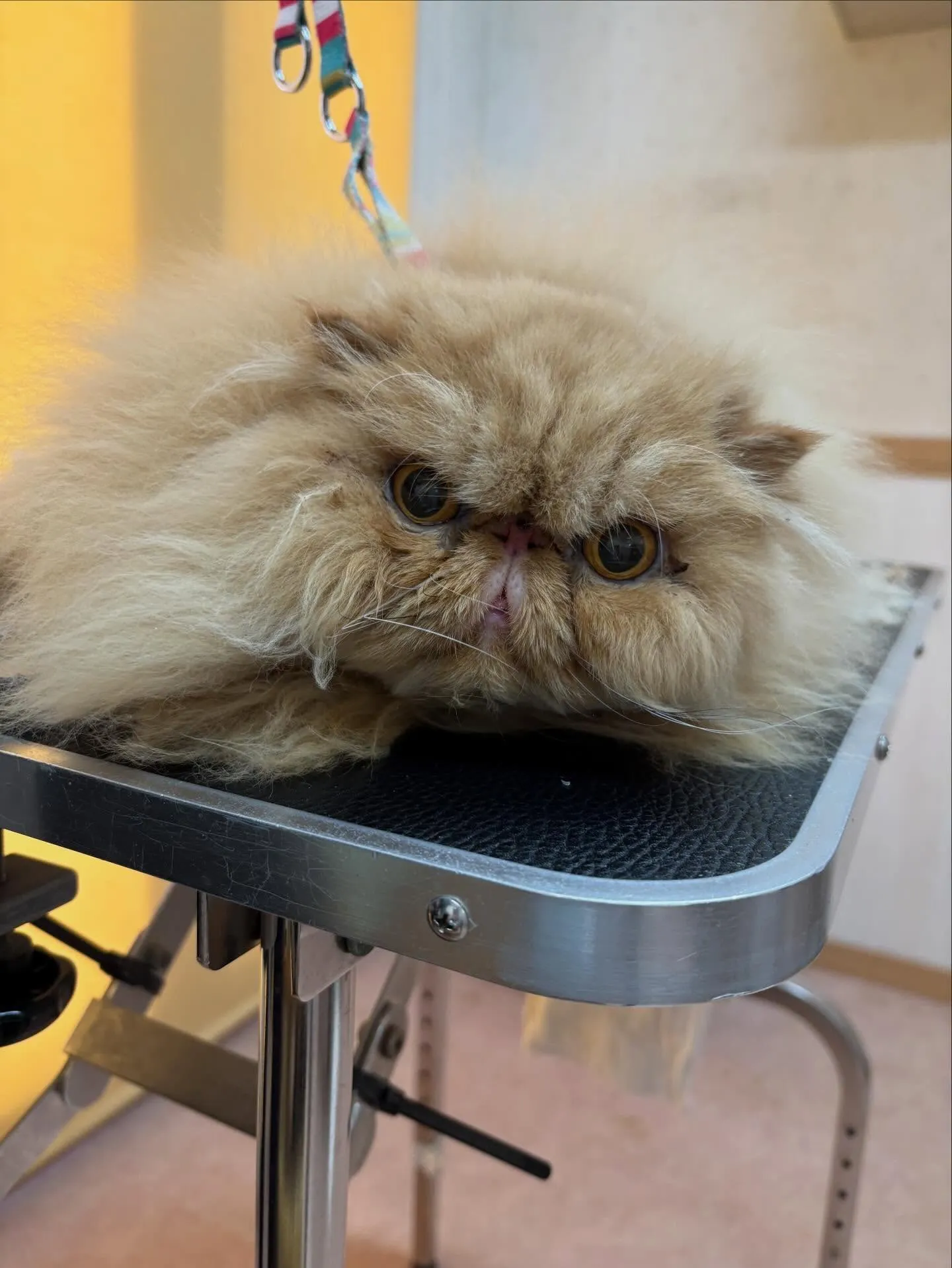 猫のトリミング✂️