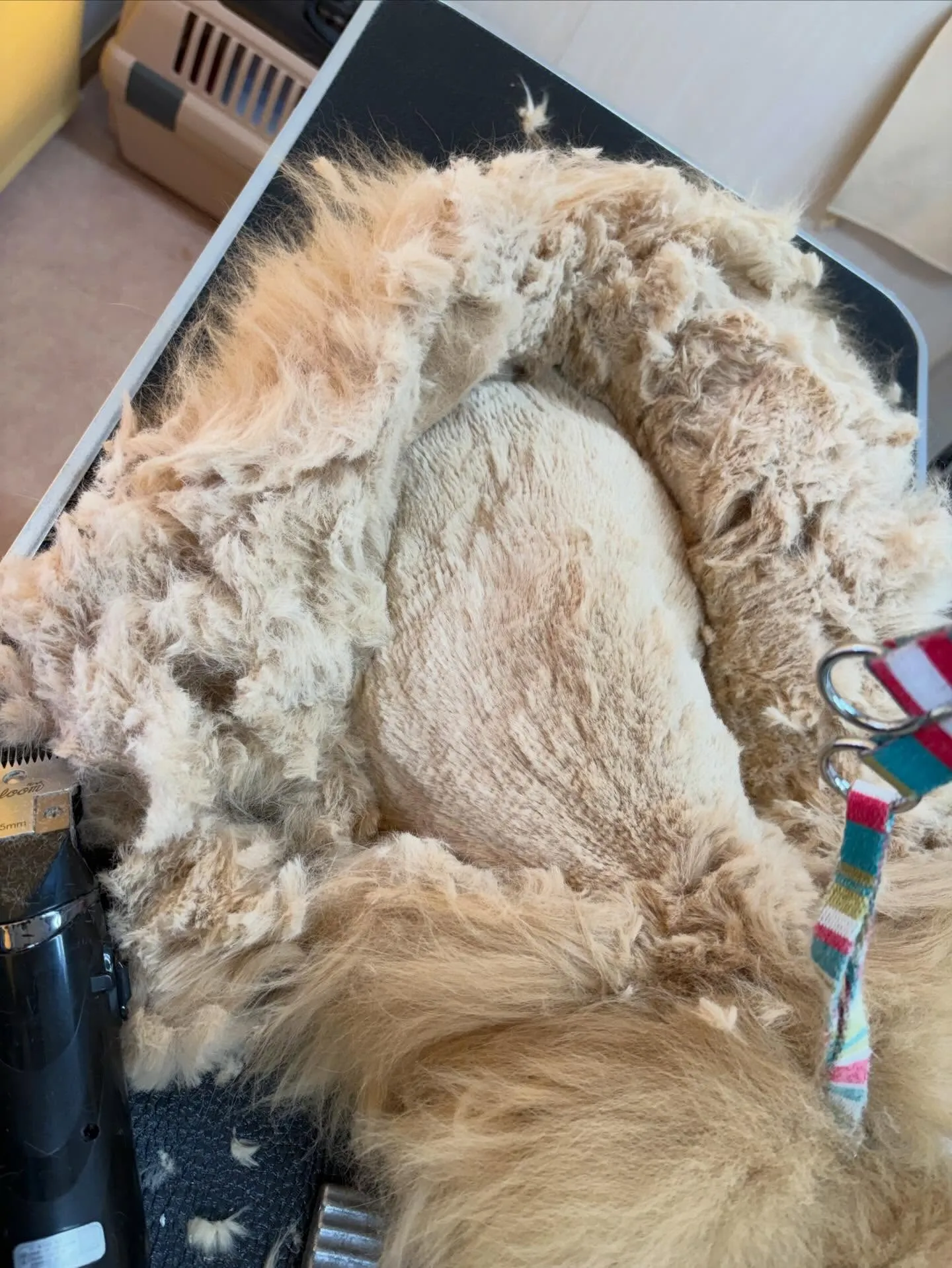 猫のトリミング✂️