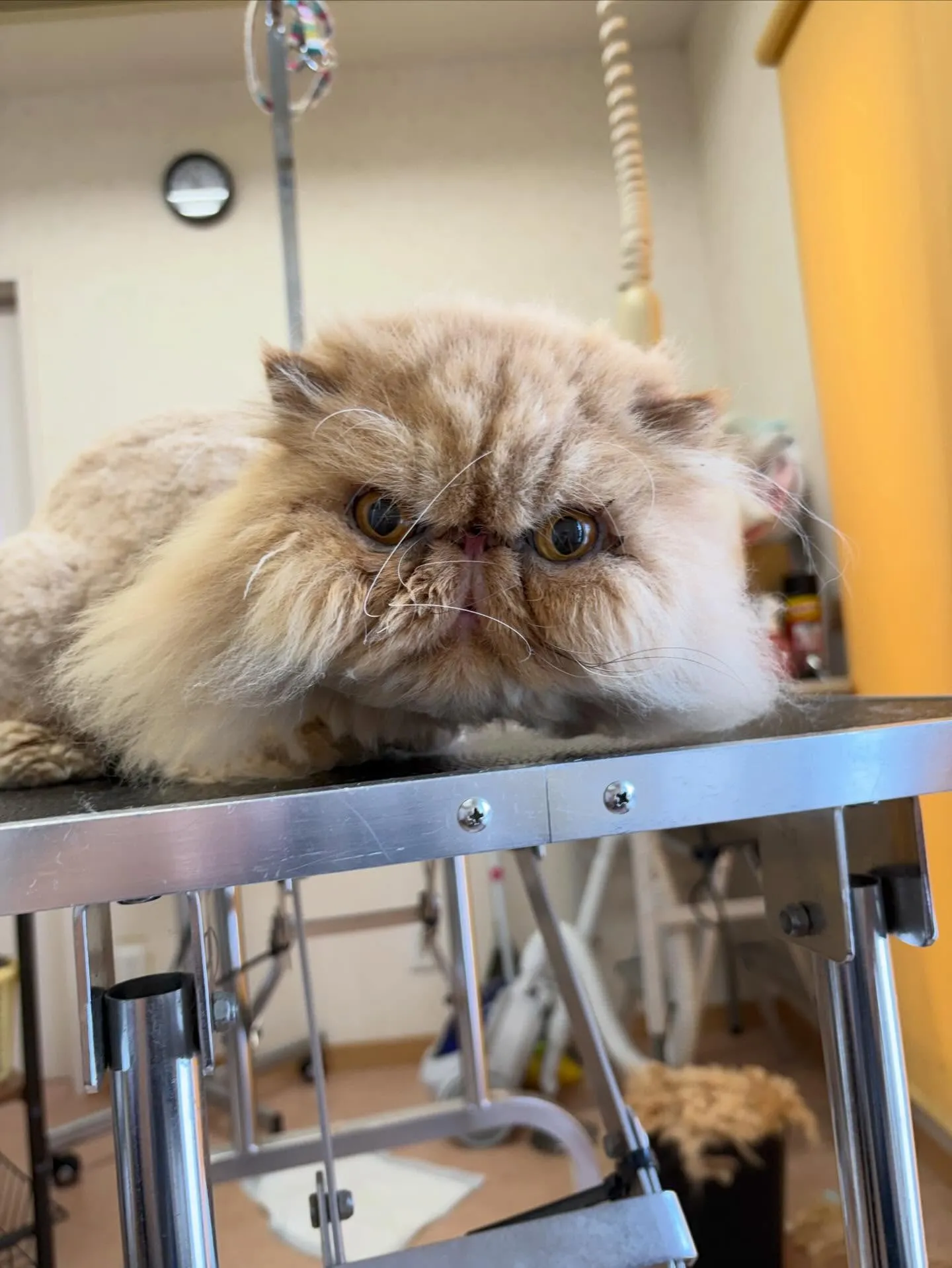 猫のトリミング✂️