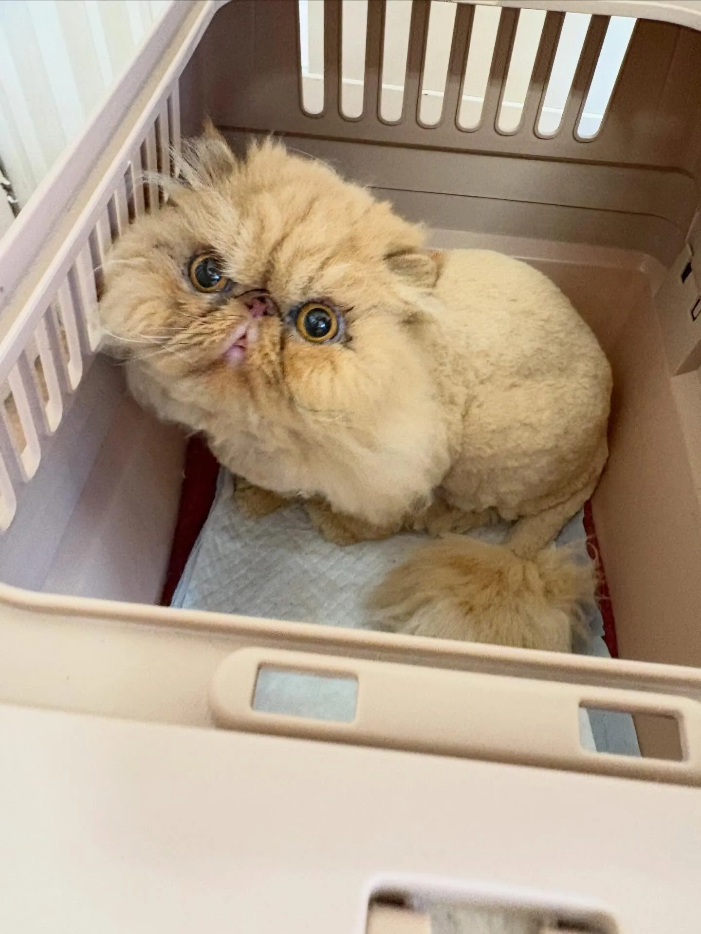 猫のトリミング✂️