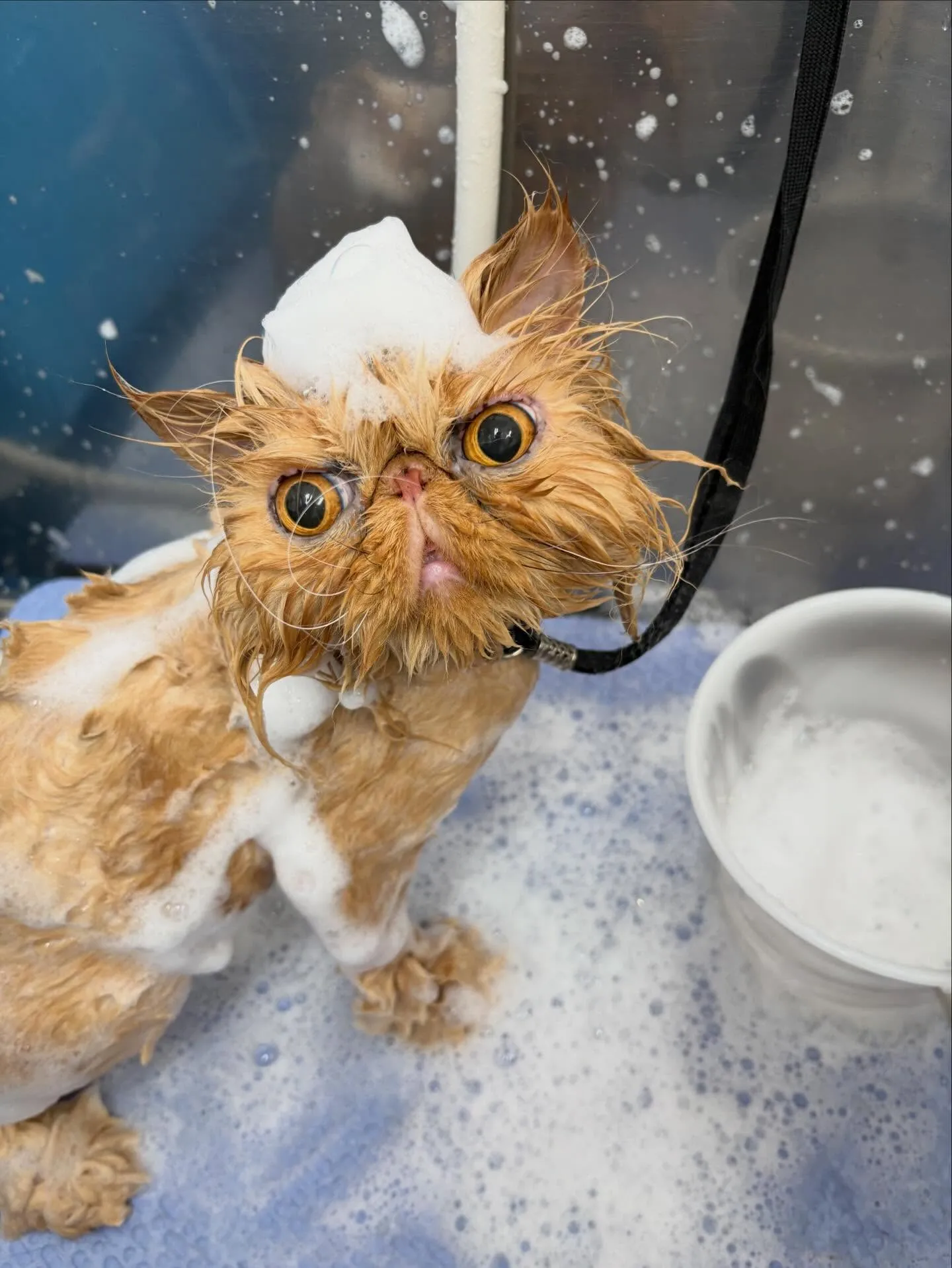 猫のトリミング✂️