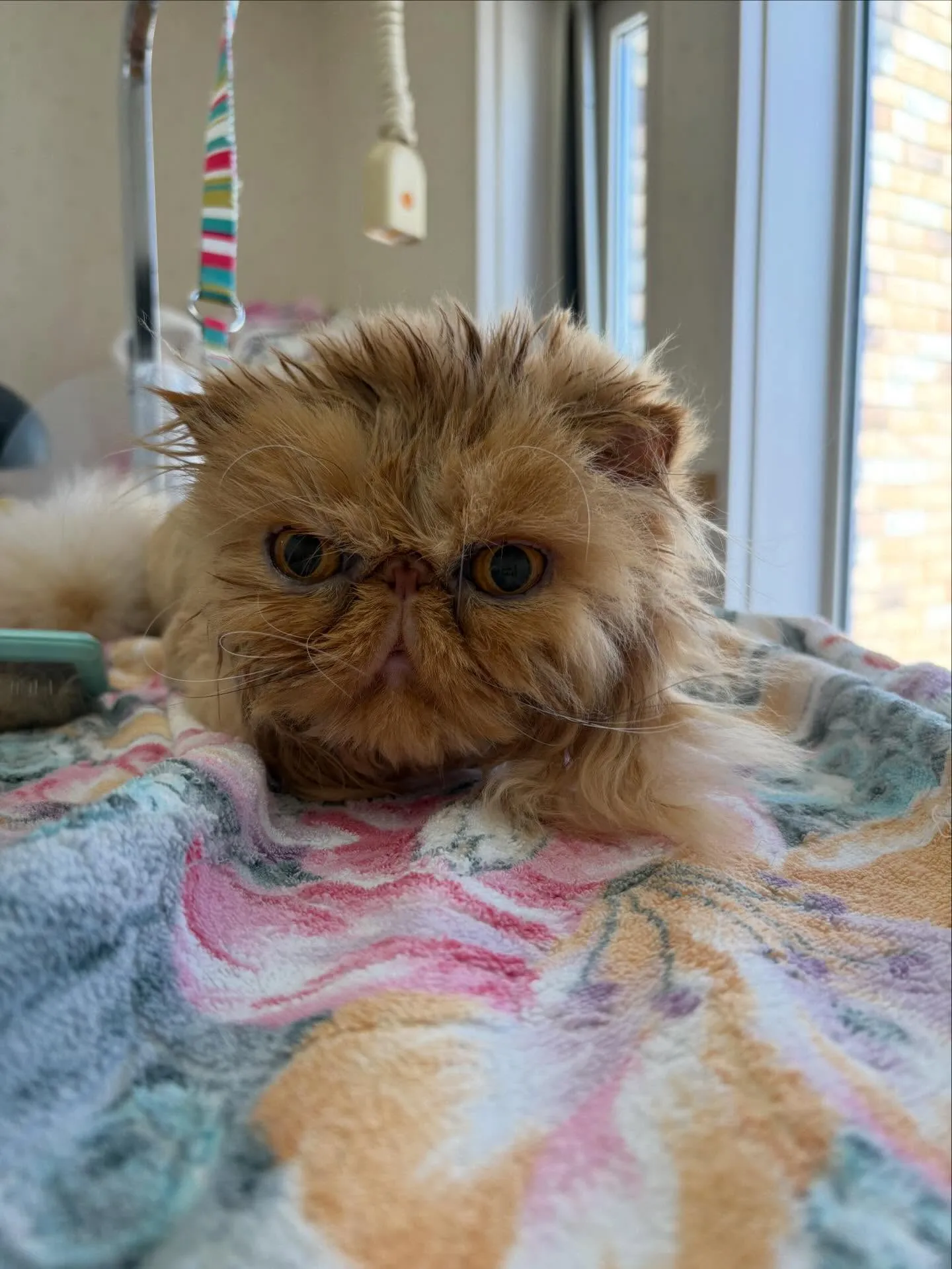 猫のトリミング✂️