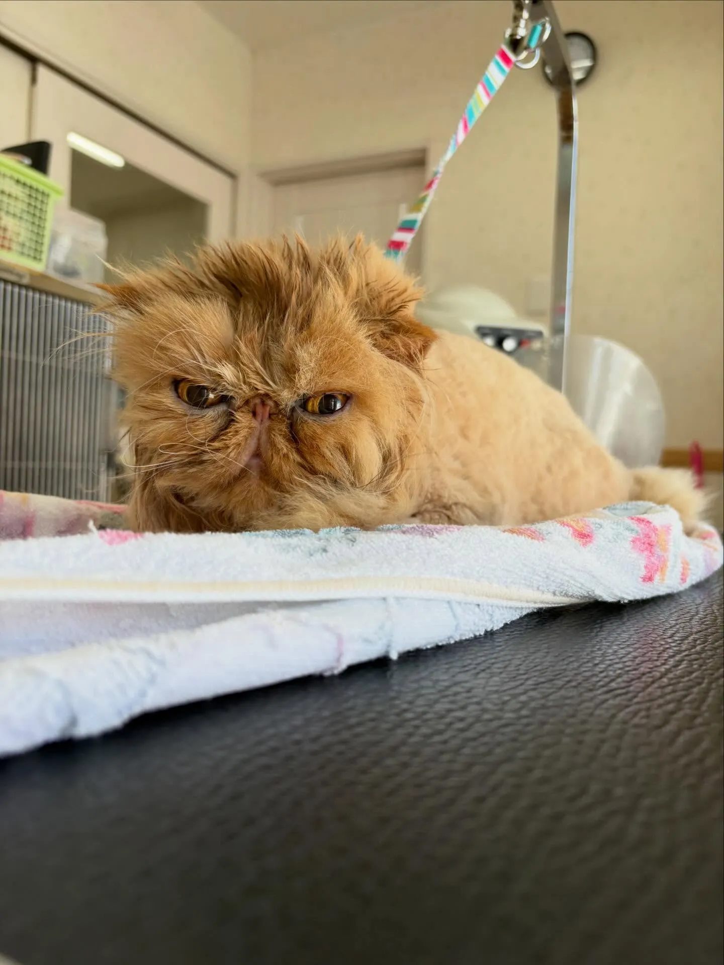 猫のトリミング✂️