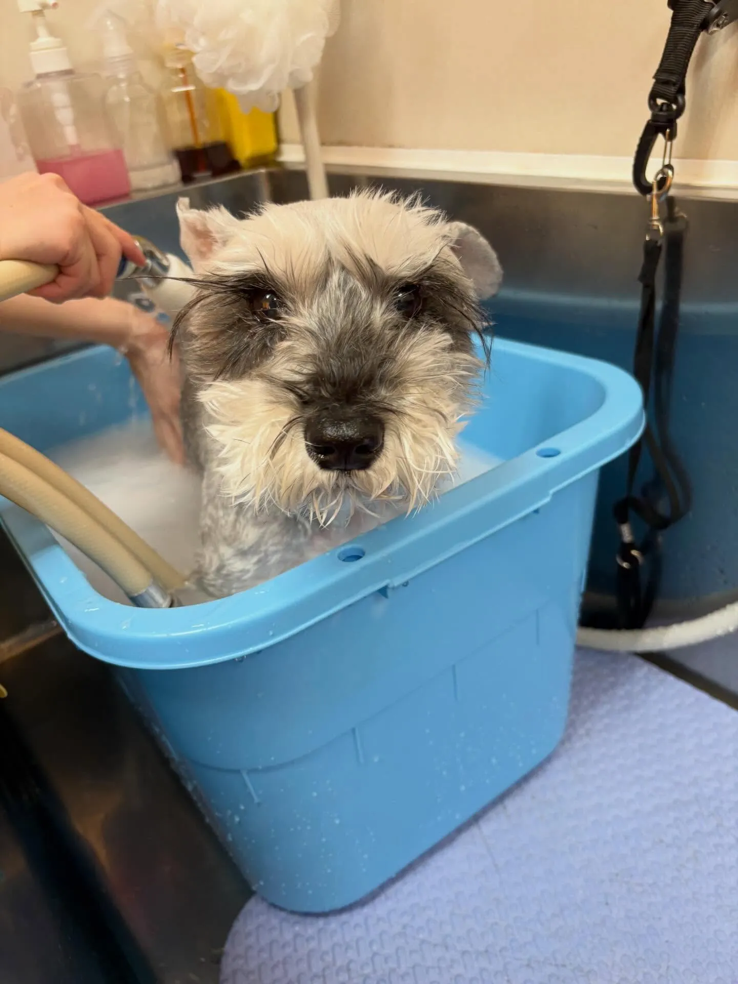 犬のトリミング✂️