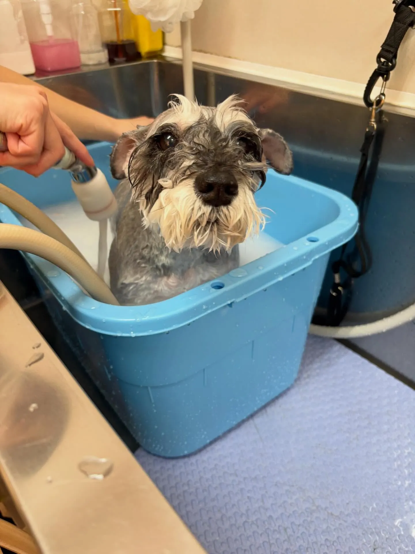 犬のトリミング✂️