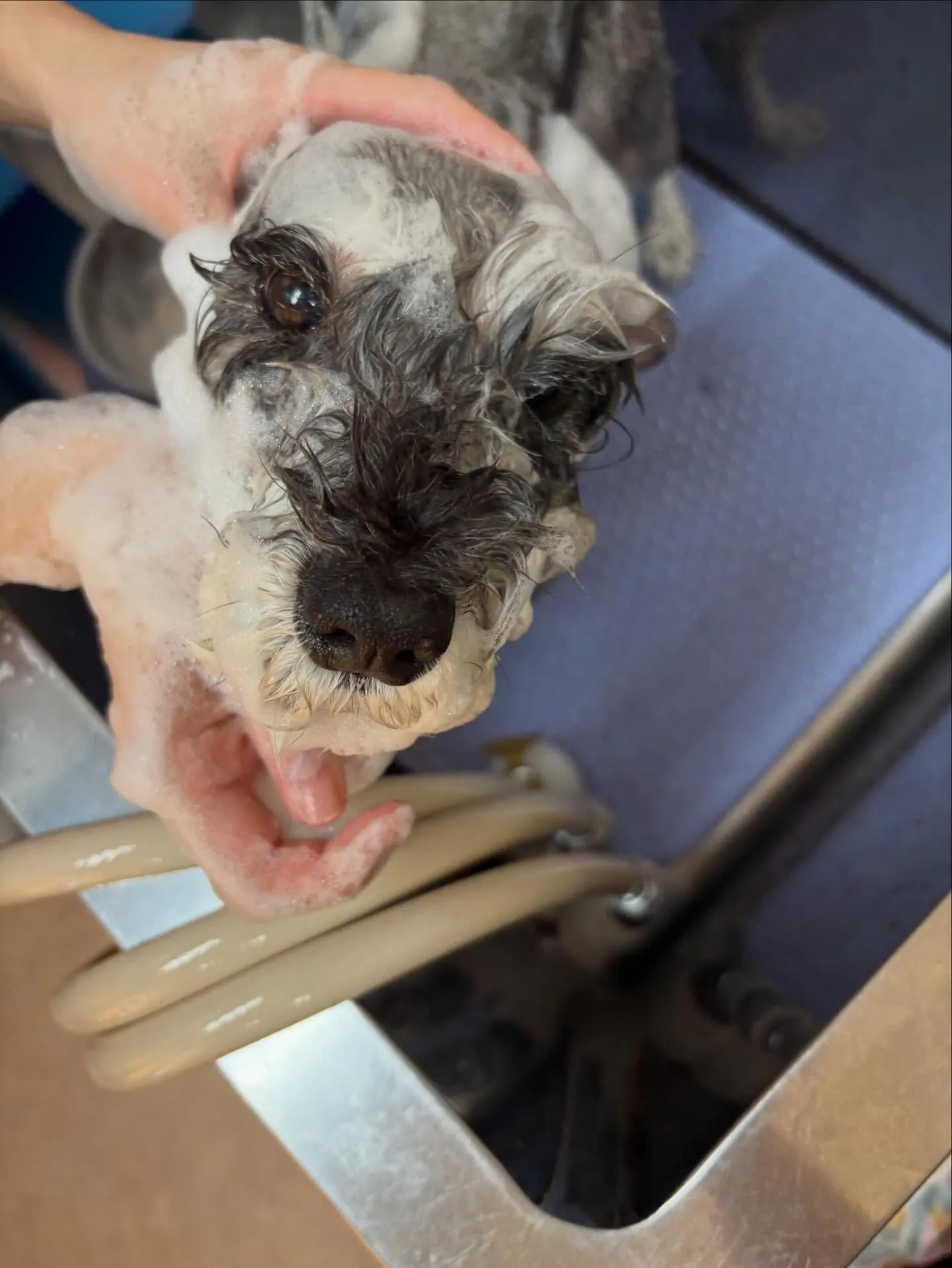 犬のトリミング✂️