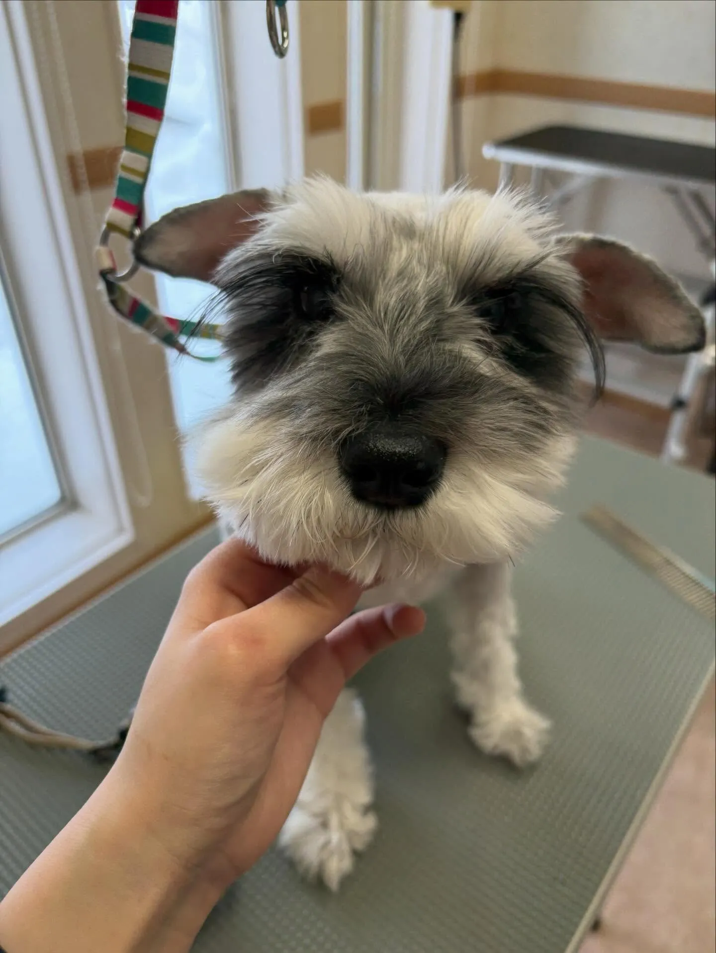 犬のトリミング✂️