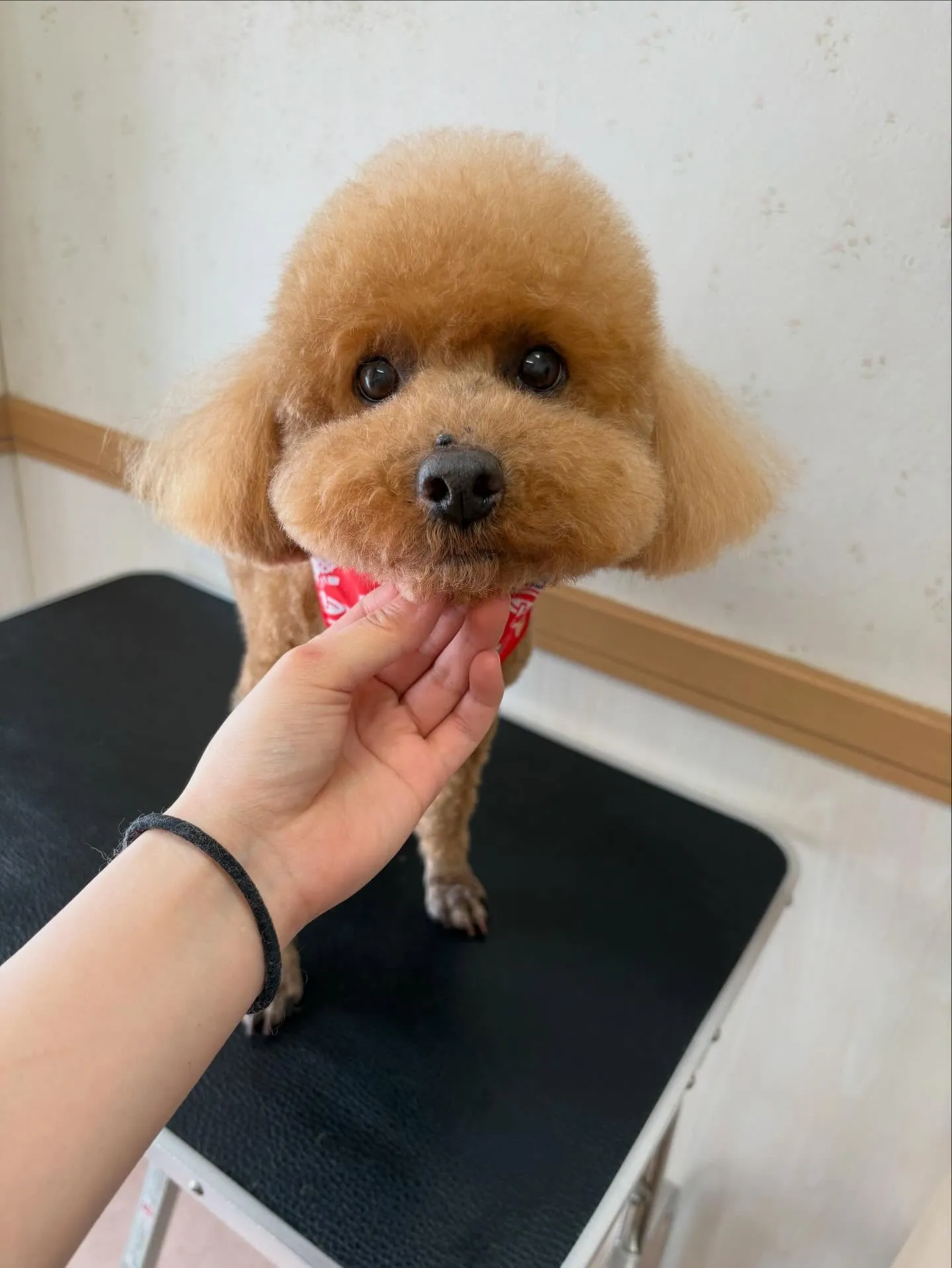 犬のトリミング✂️