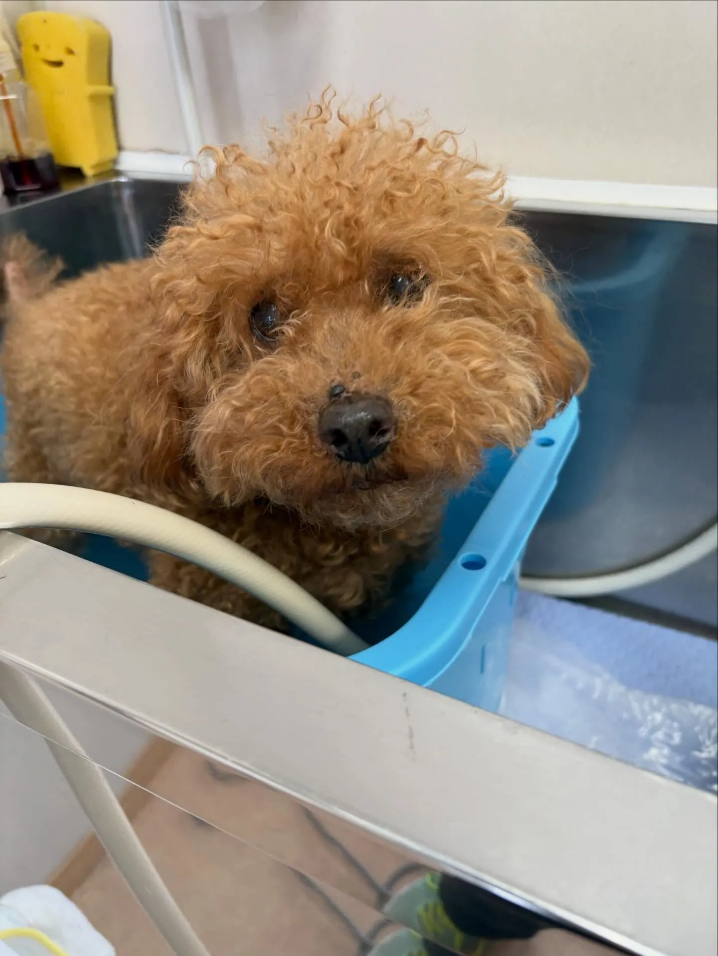 犬のトリミング✂️