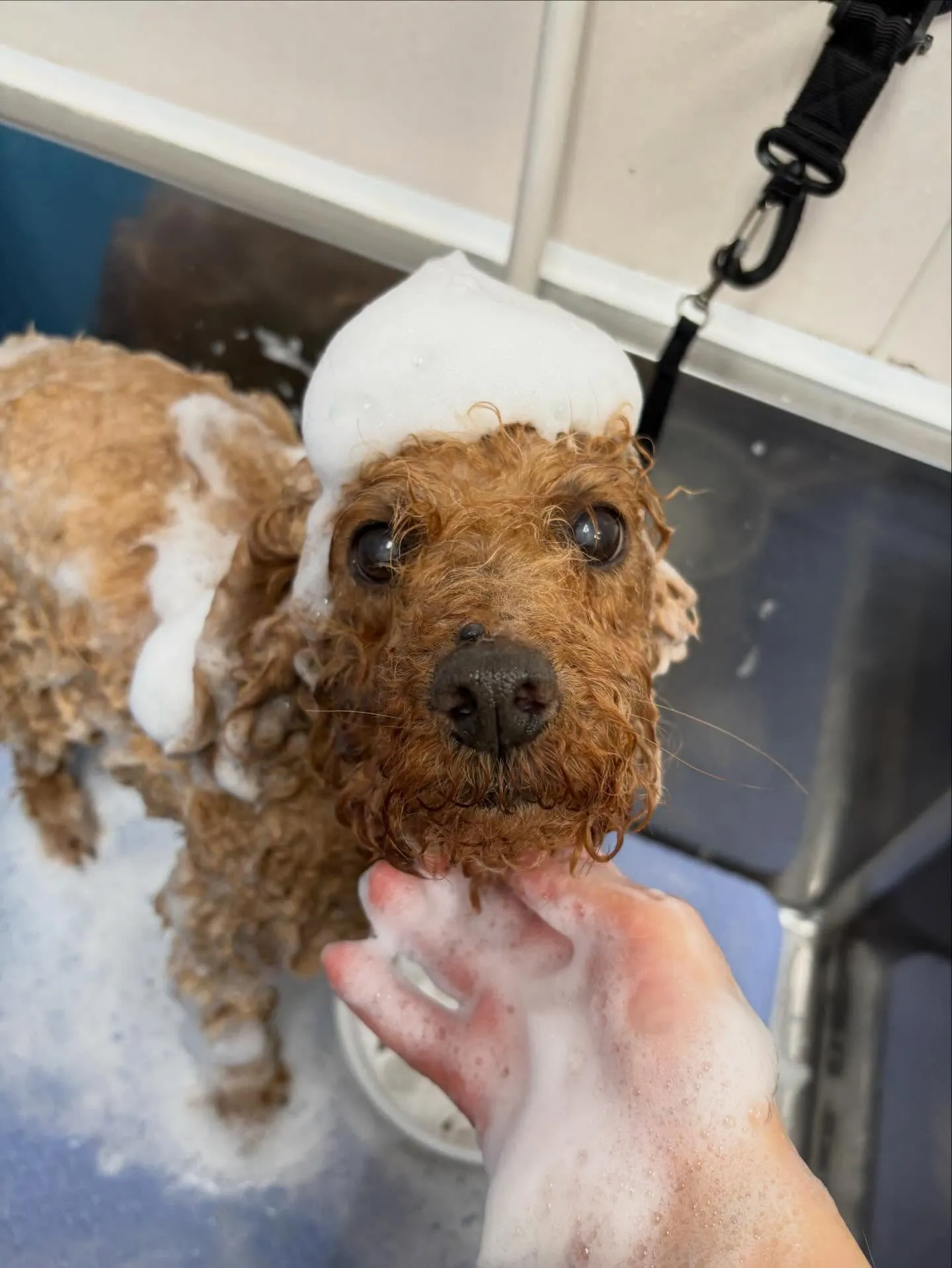 犬のトリミング✂️