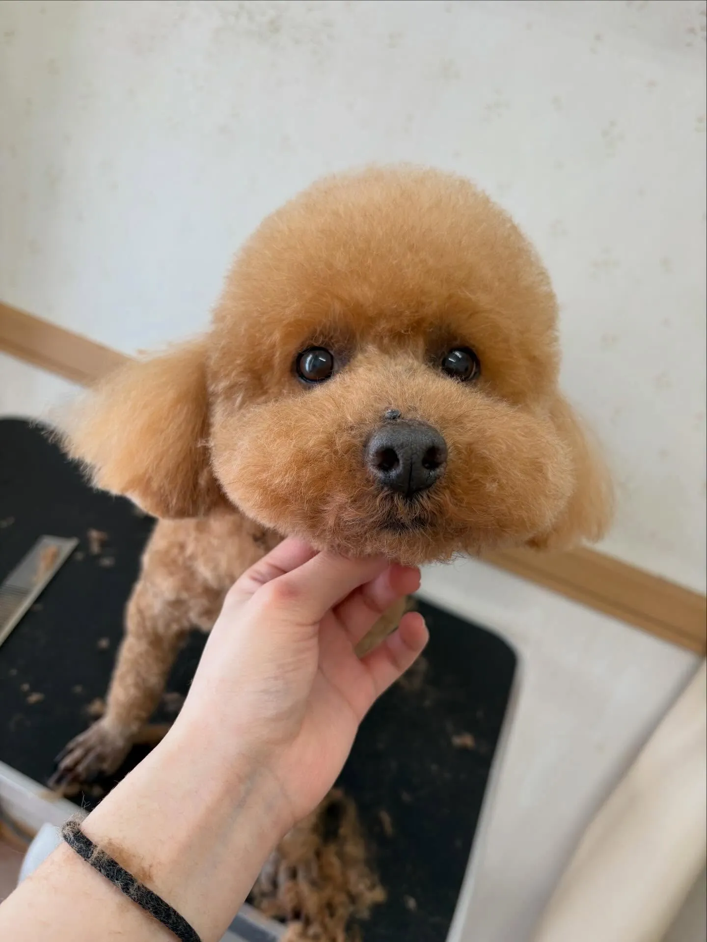 犬のトリミング✂️