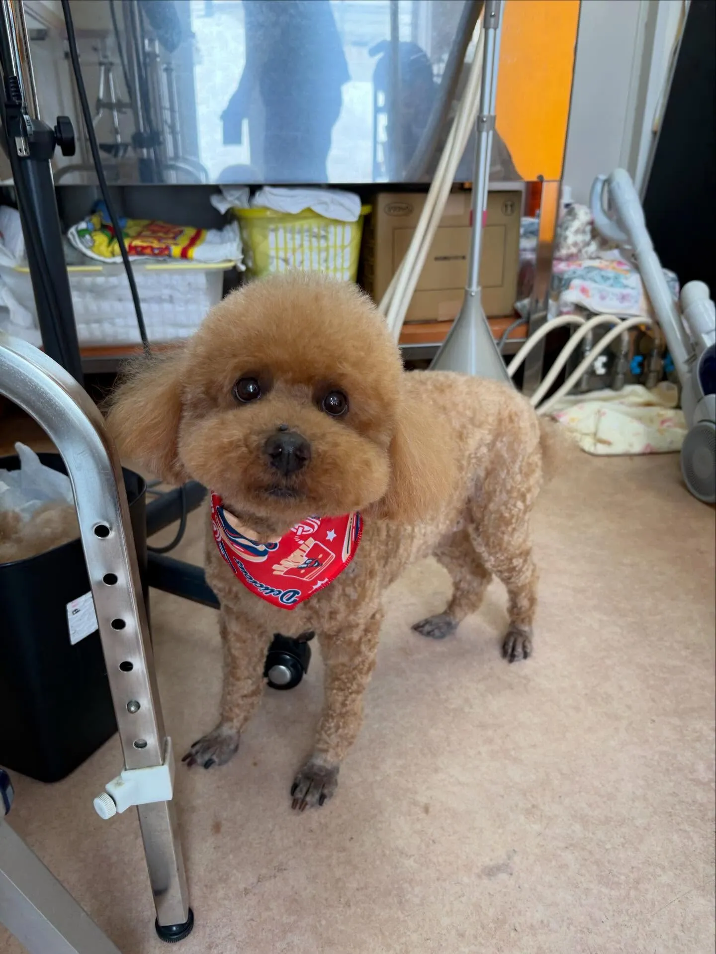 犬のトリミング✂️