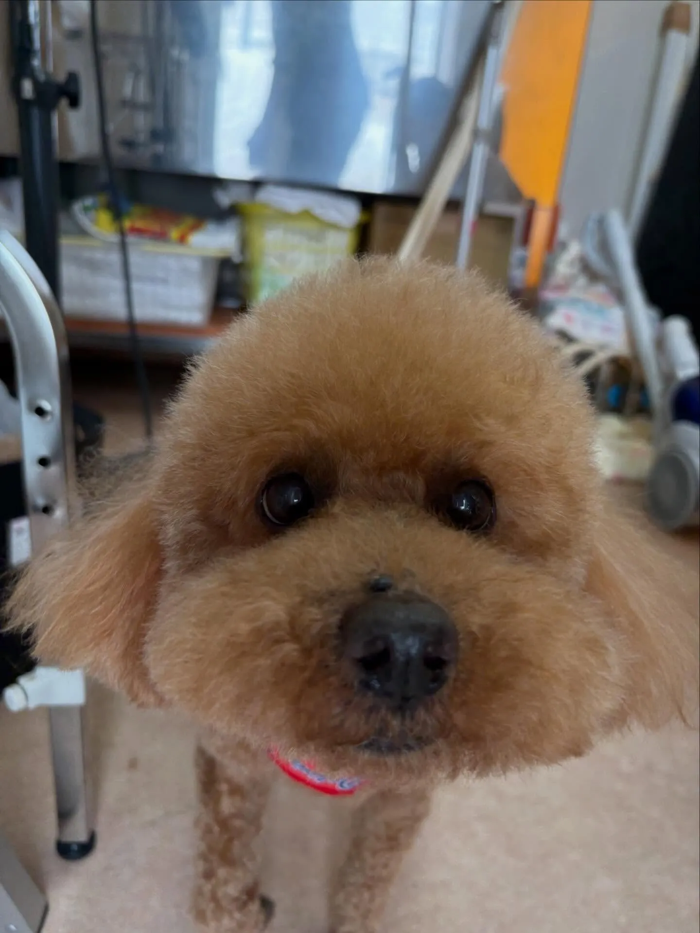 犬のトリミング✂️