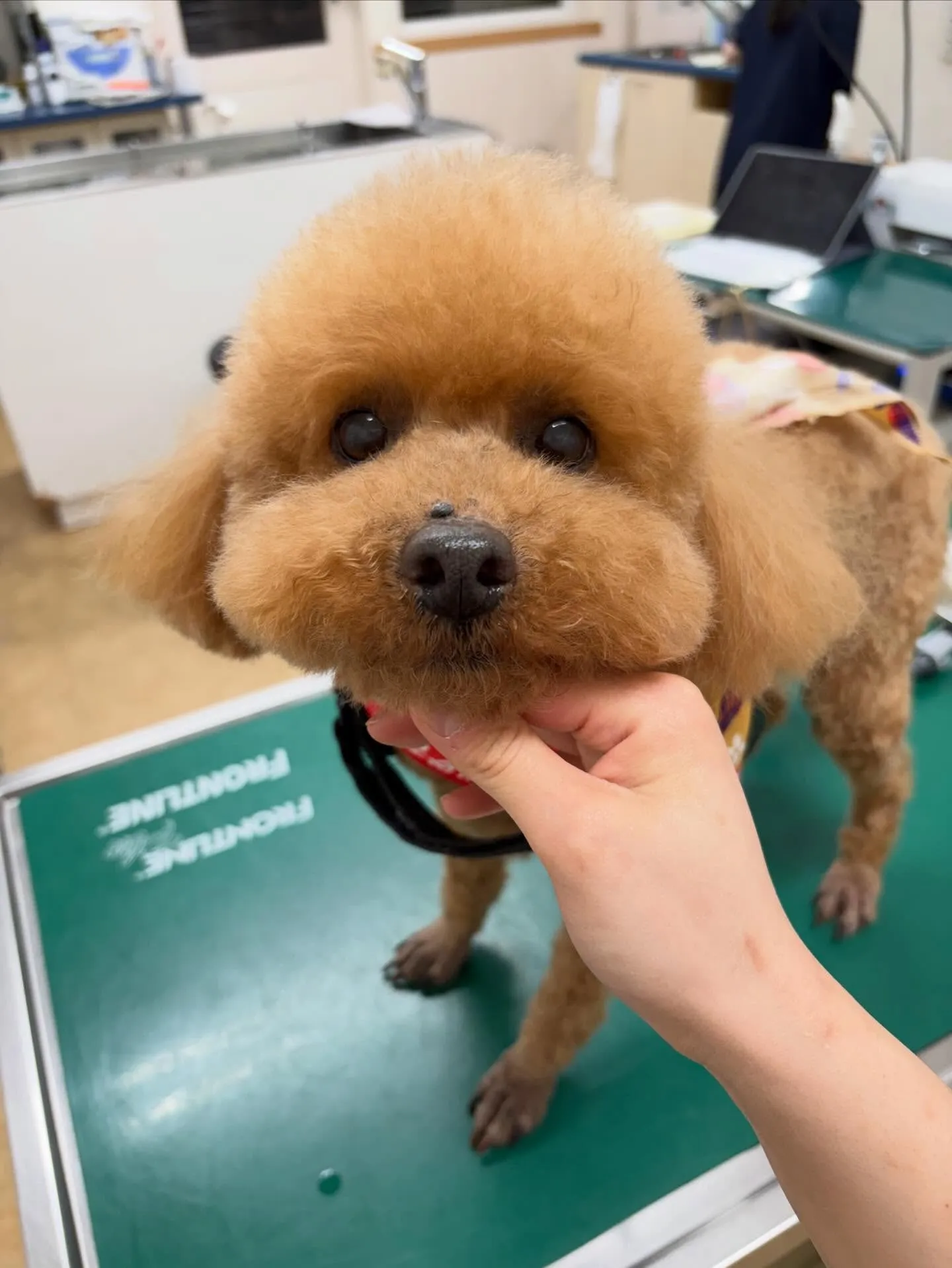 犬のトリミング✂️