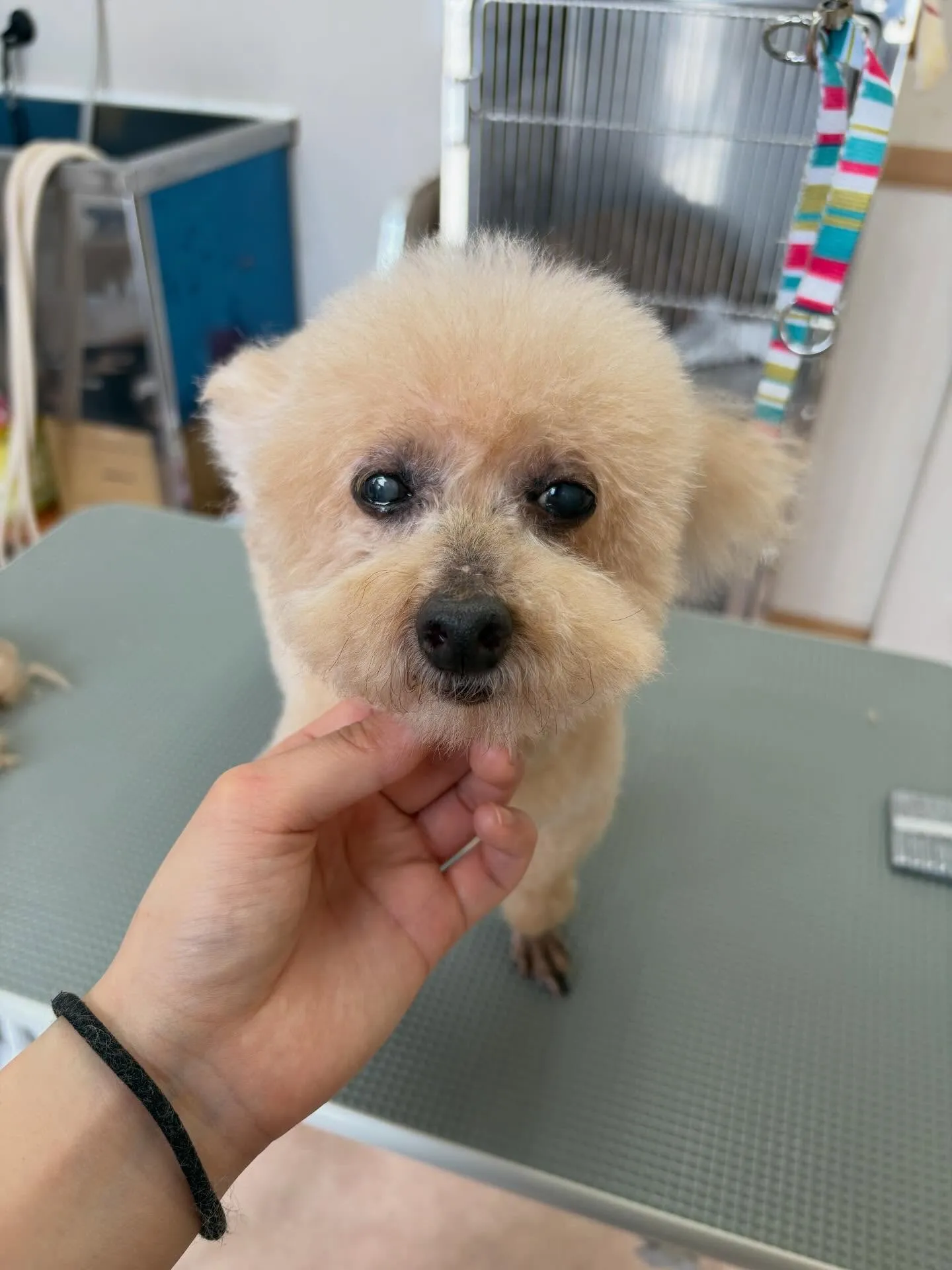 犬のトリミング✂️