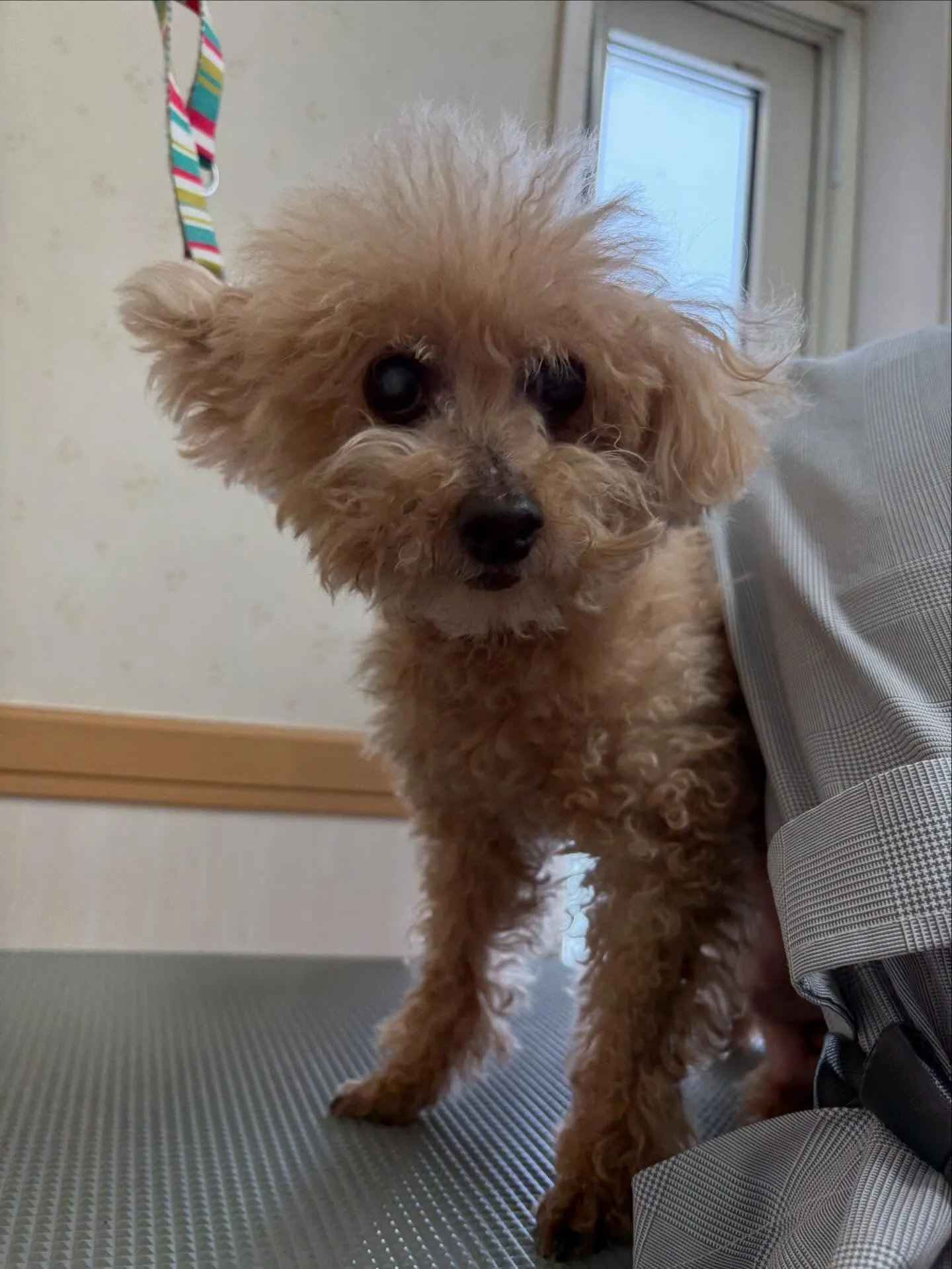 犬のトリミング✂️