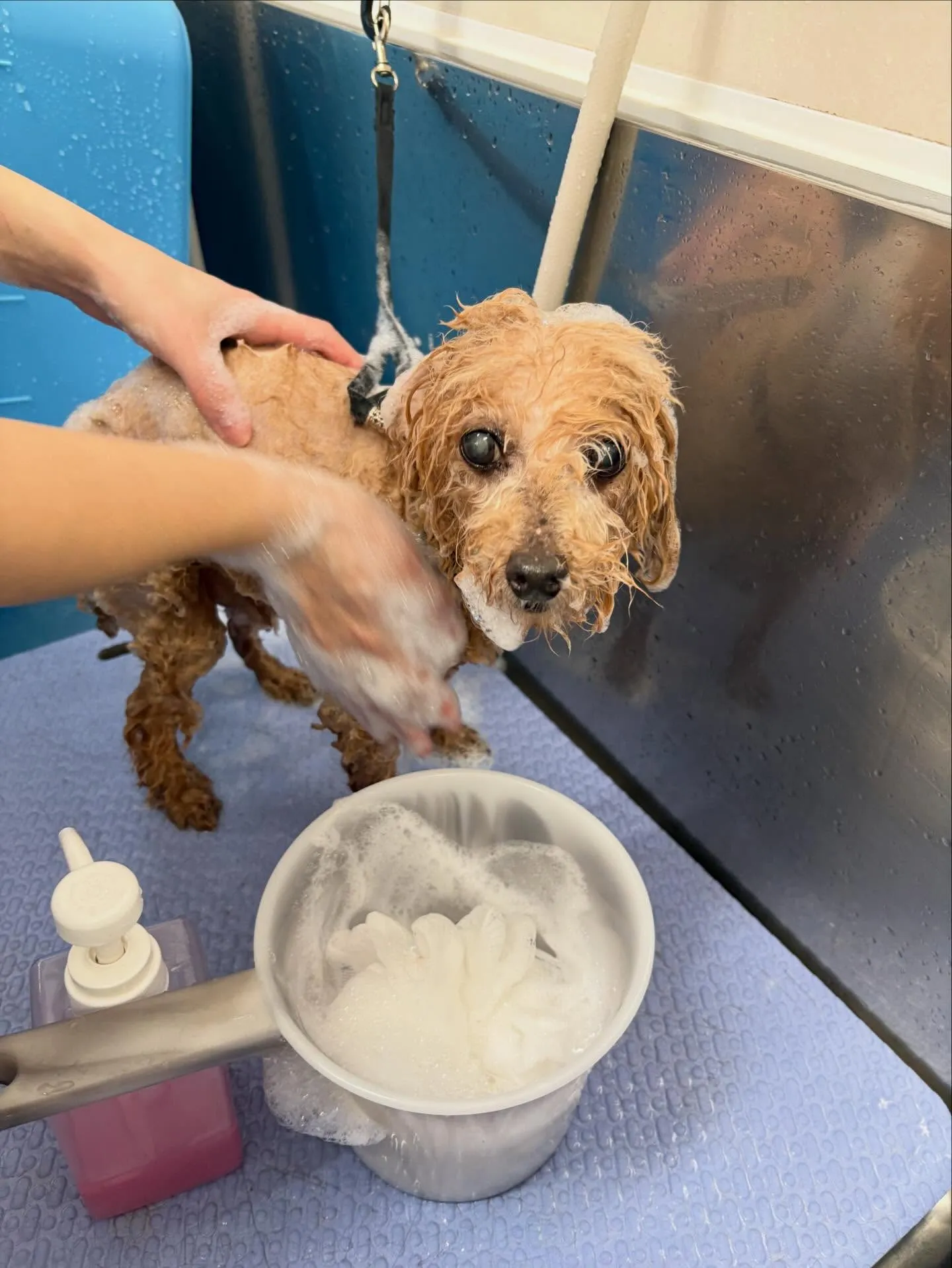 犬のトリミング✂️