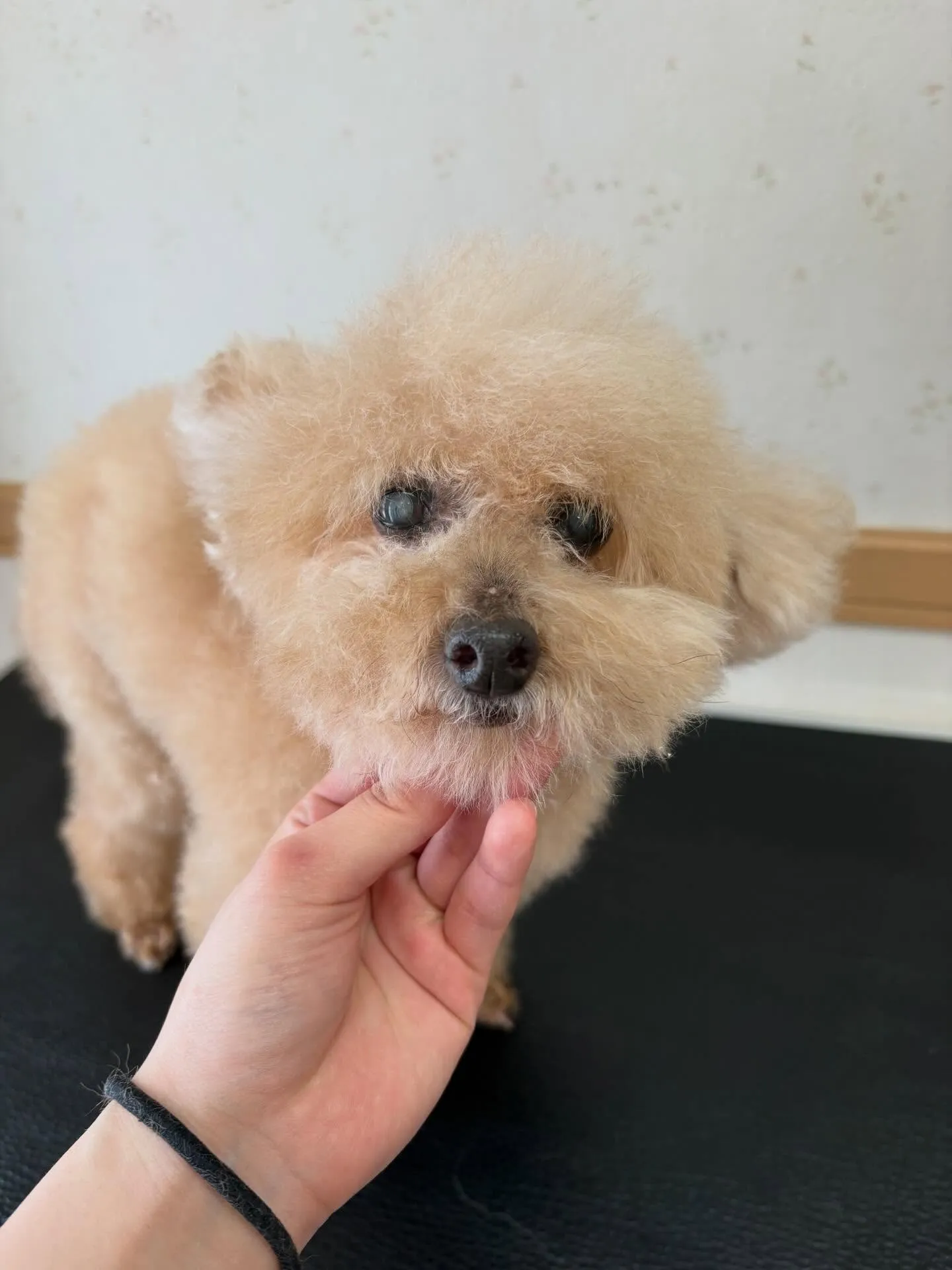 犬のトリミング✂️