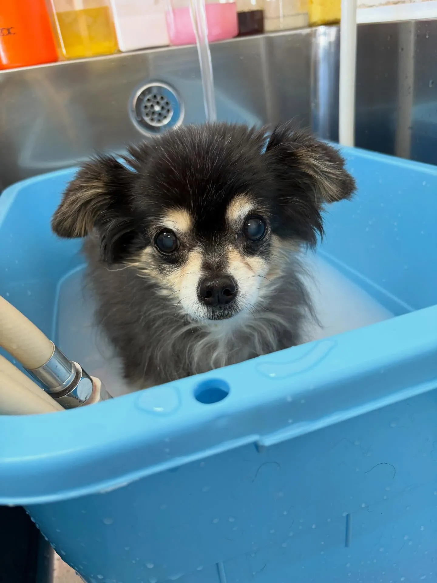 犬のトリミング✂️