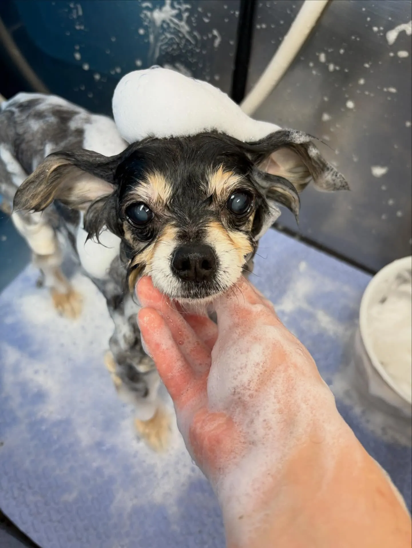 犬のトリミング✂️