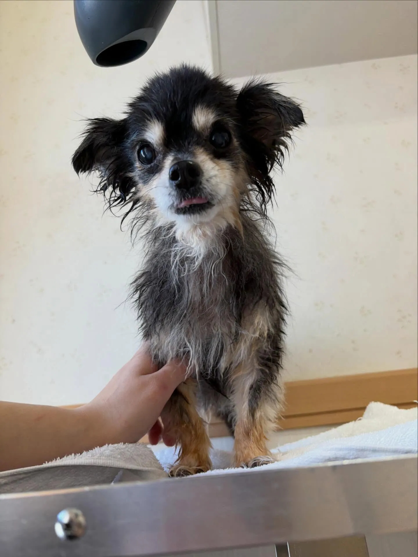 犬のトリミング✂️