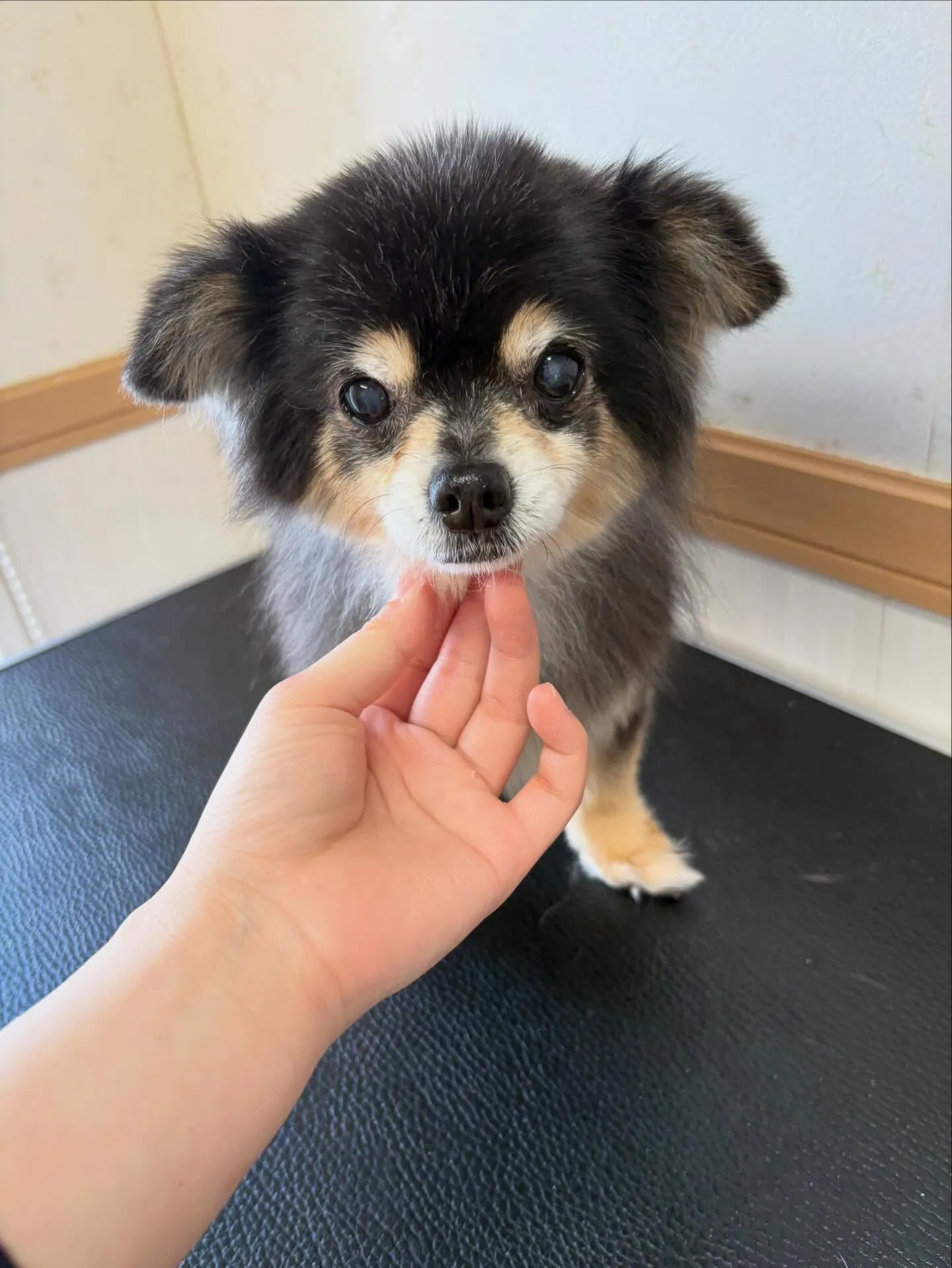 犬のトリミング✂️