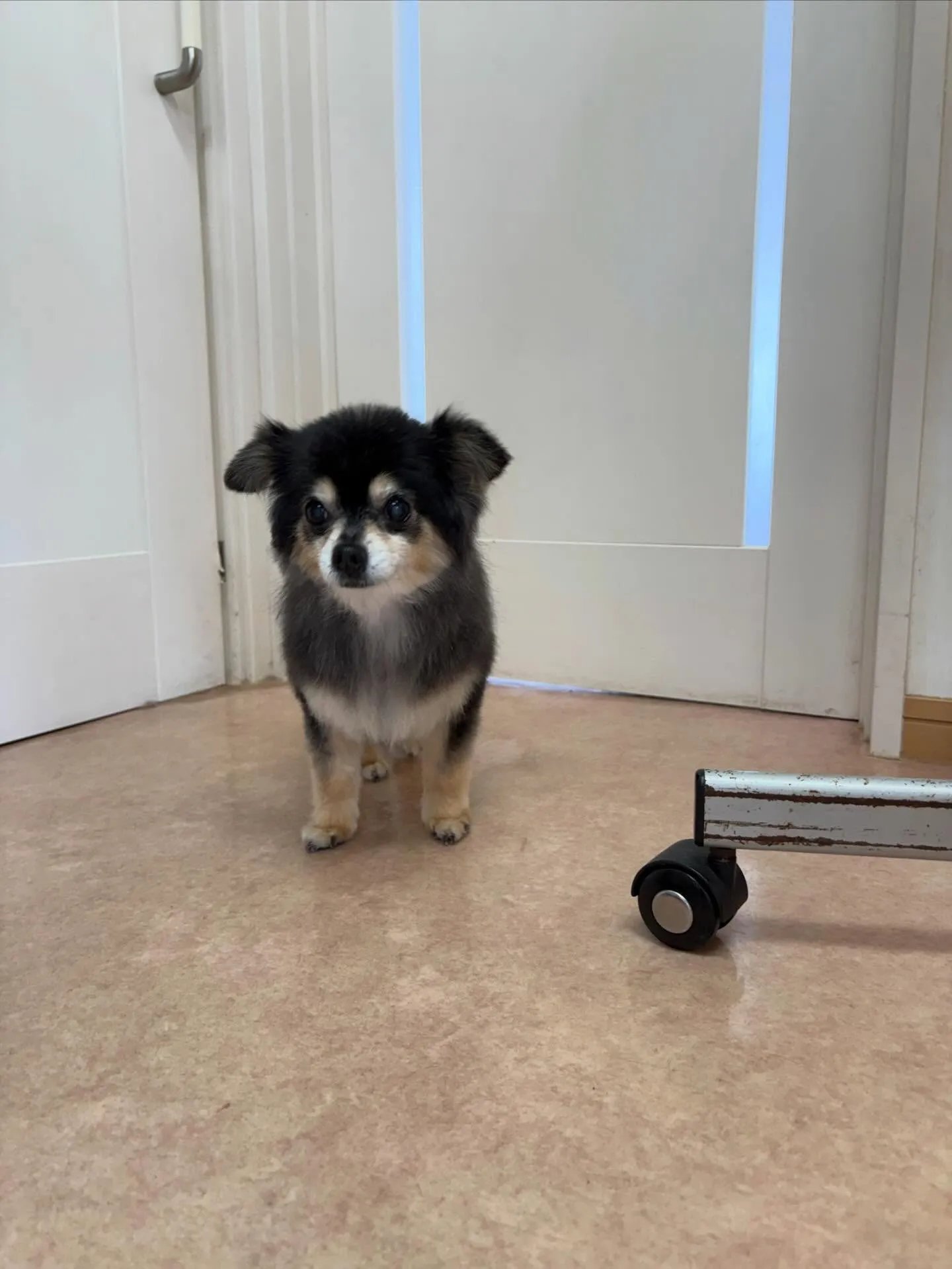 犬のトリミング✂️