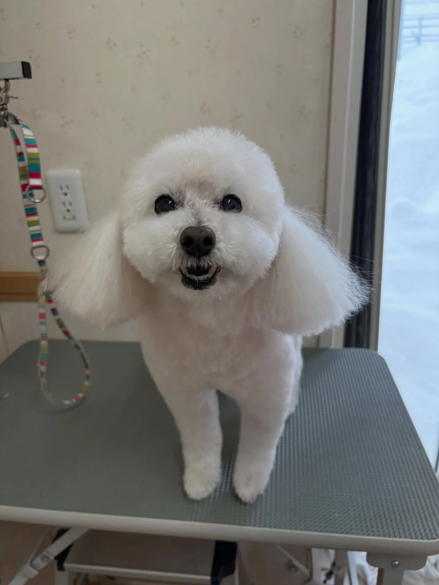 犬のトリミング✂️