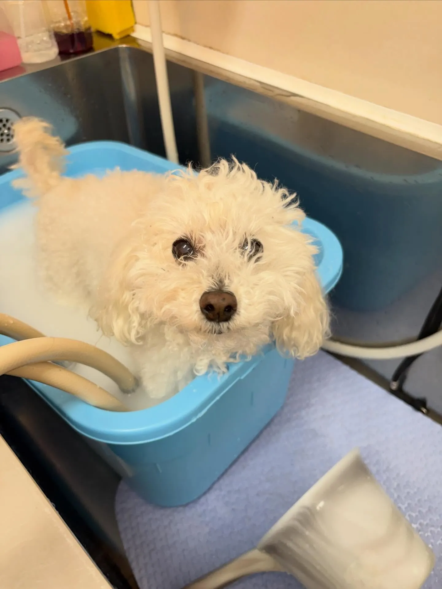 犬のトリミング✂️