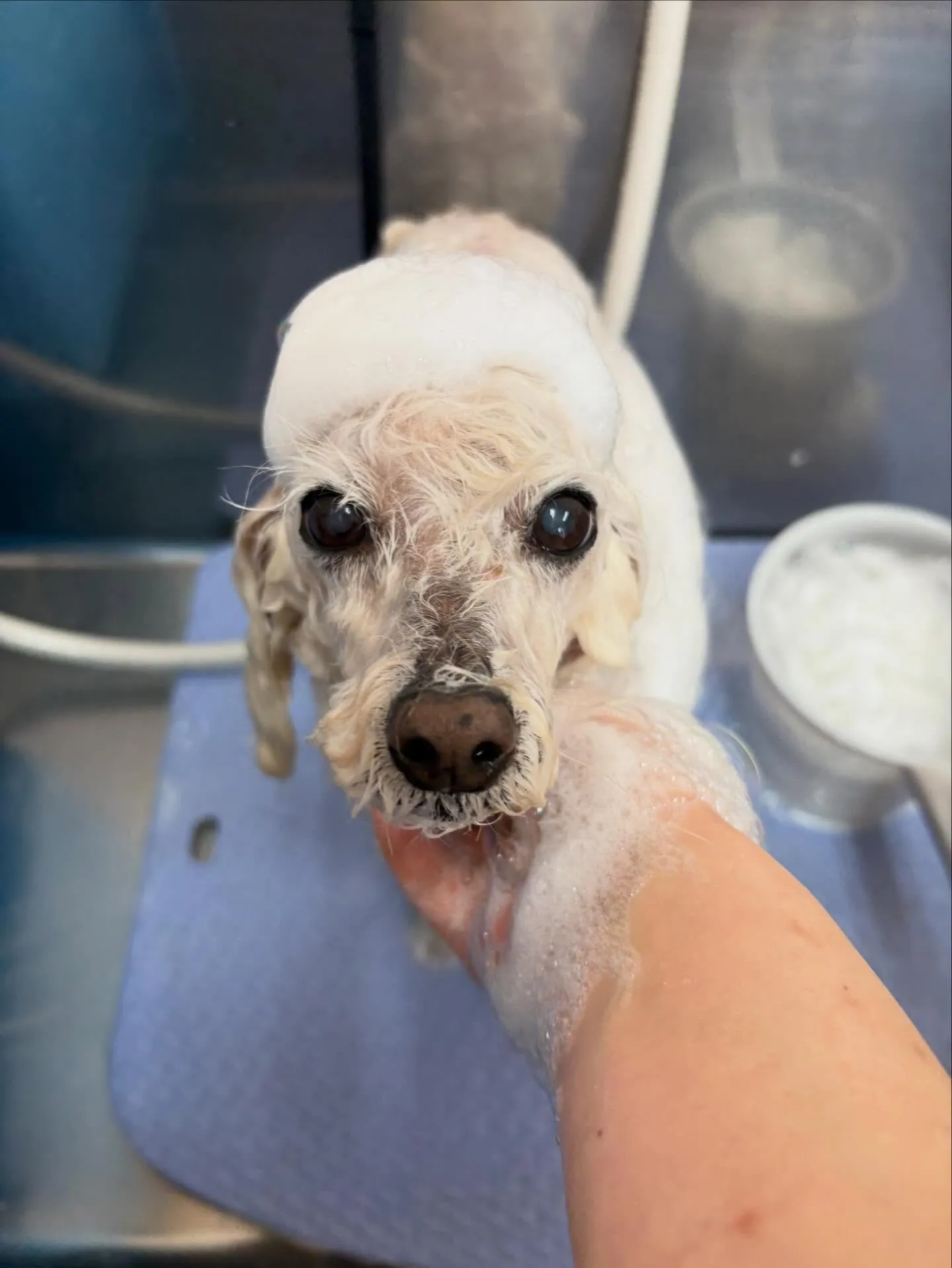 犬のトリミング✂️