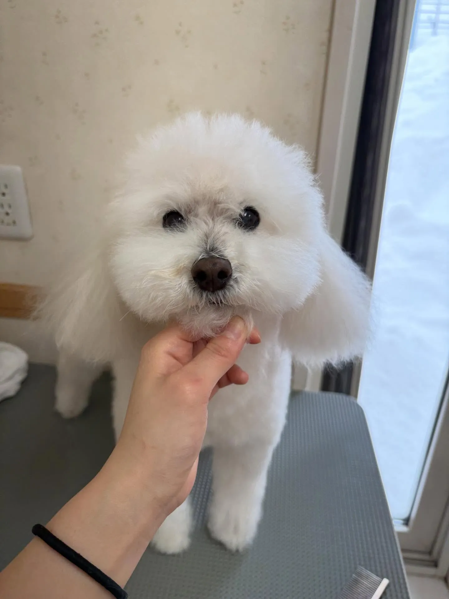 犬のトリミング✂️