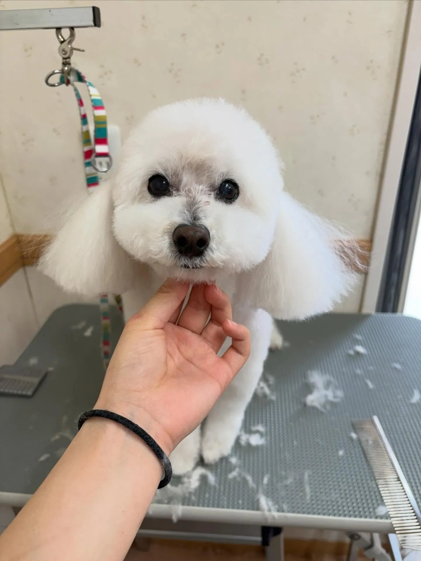 犬のトリミング✂️