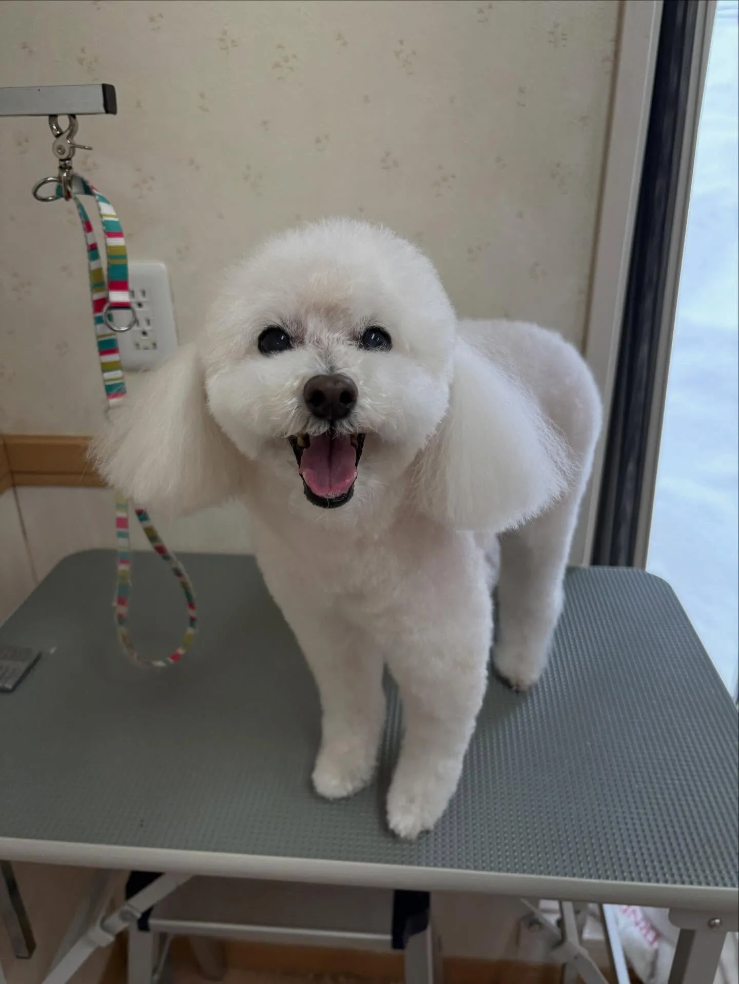 犬のトリミング✂️