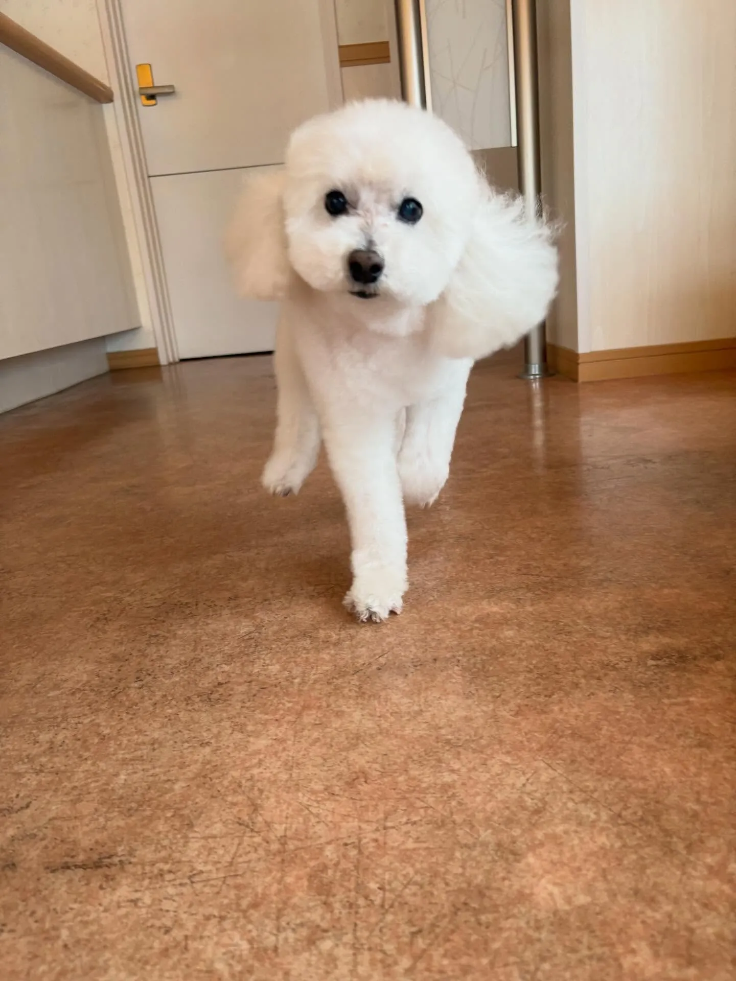 犬のトリミング✂️