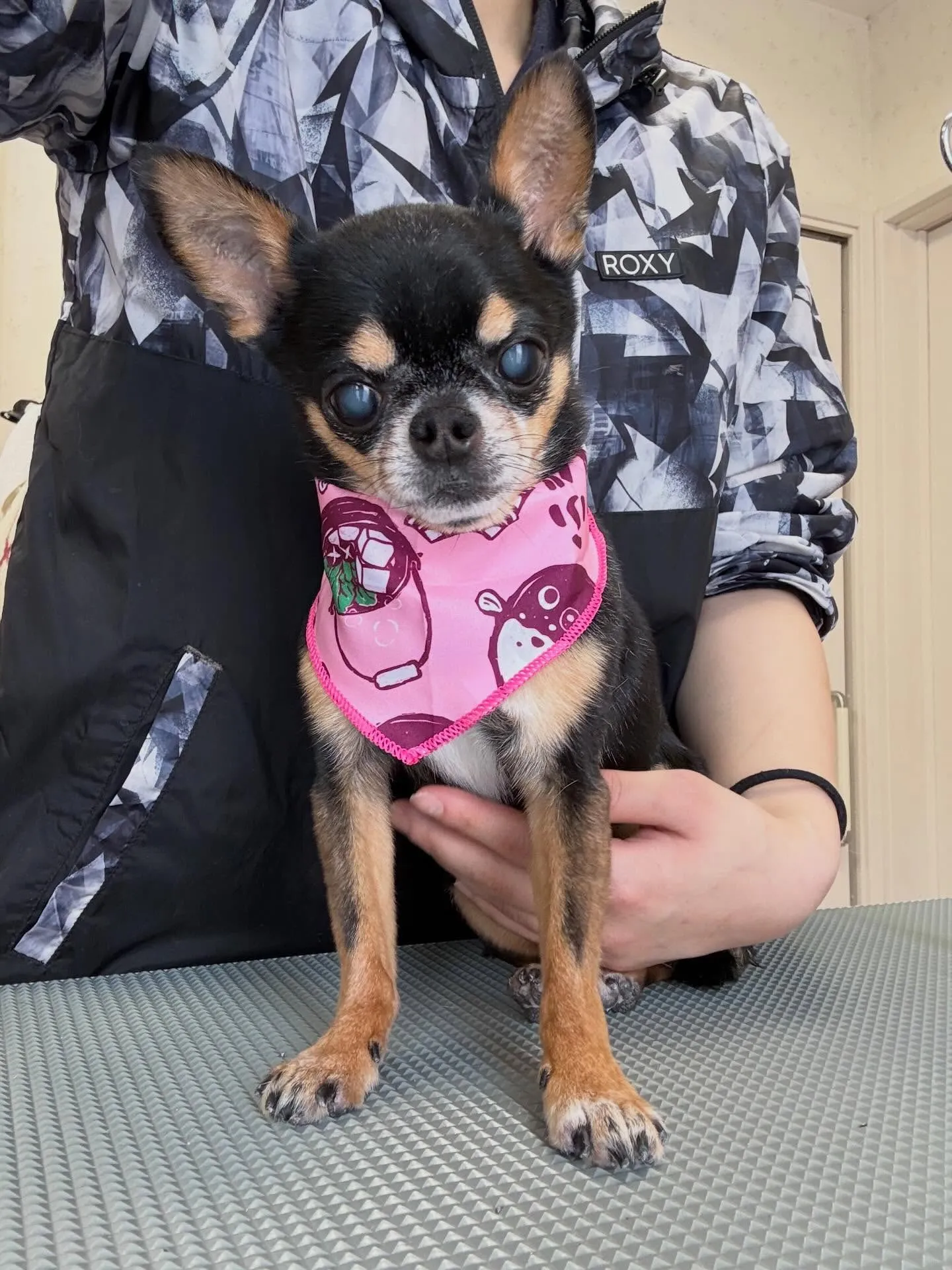 犬のシャンプー🫧