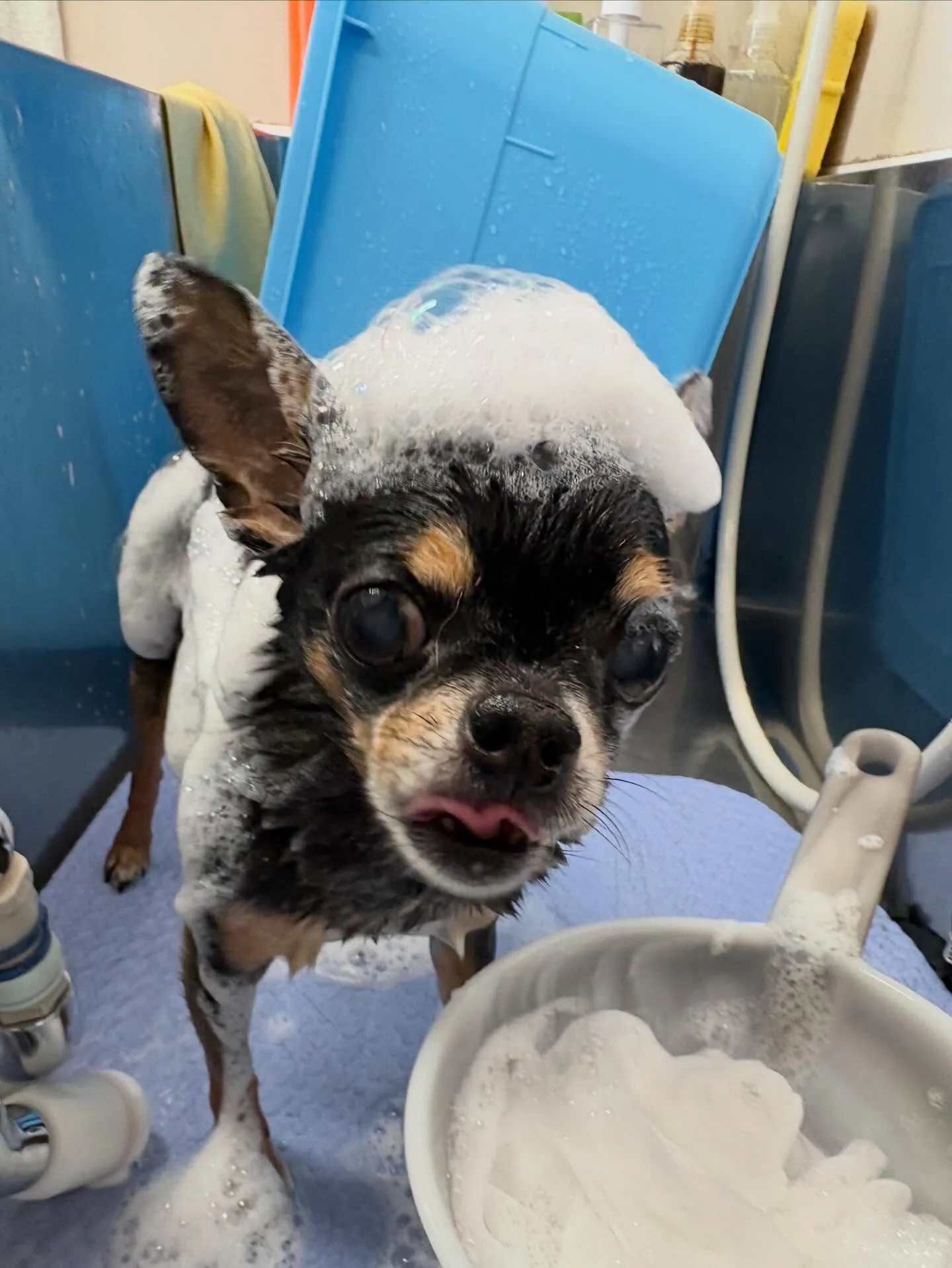 犬のシャンプー🫧